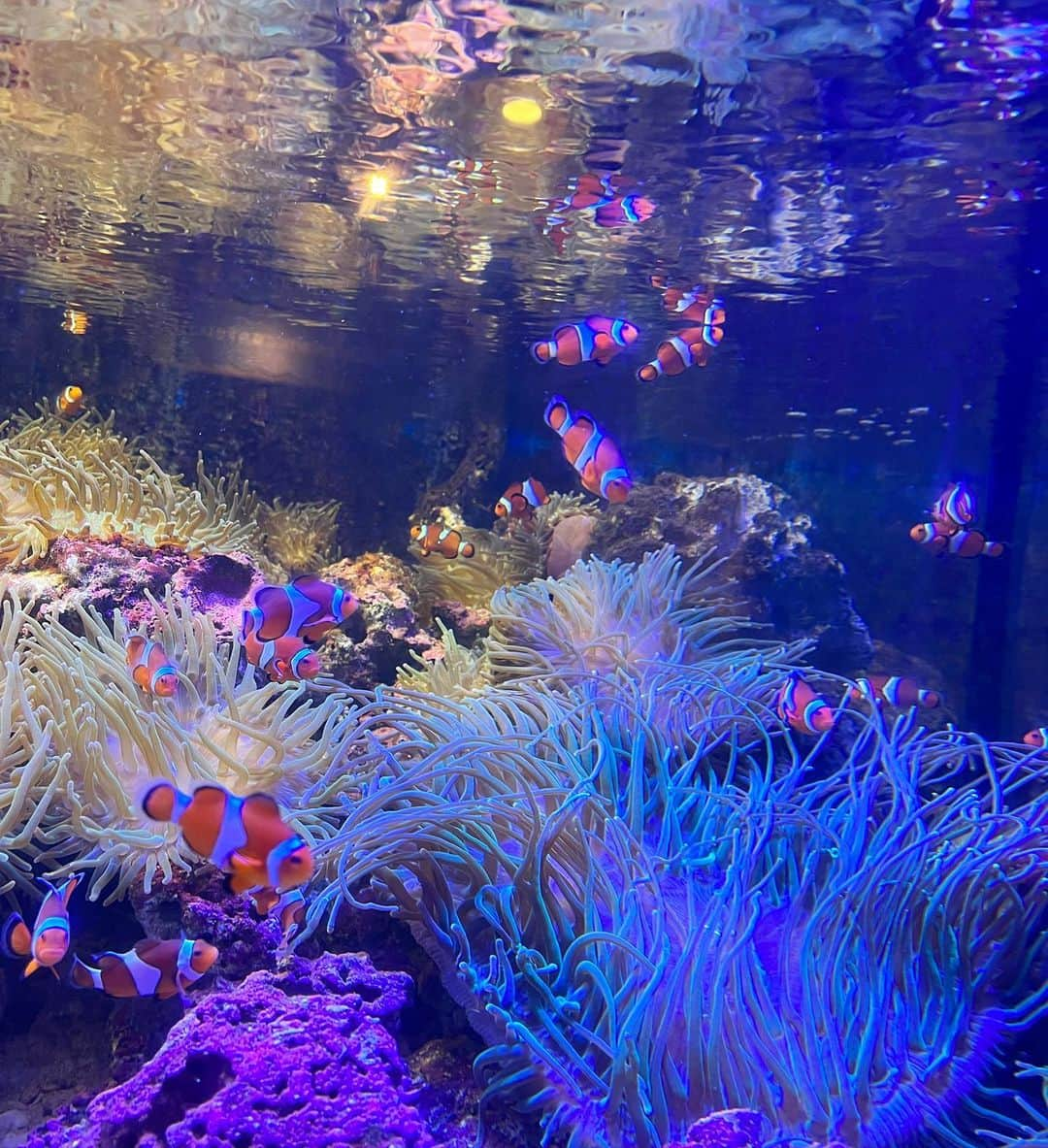 菊地あやかさんのインスタグラム写真 - (菊地あやかInstagram)「. 水族館🐠🫧🤍 釣りにはまってる3人だから 沢山いる魚に興味津々◡̈⋆ あの魚だよ！！と次々教えてくれる兄。 子供たちのおかげでお魚さんたちの 良さも分かって観てて楽しかった😗💖 途中であべちゃん達に会いたいって 電話してきてくれた甥っ子👦🏻👦🏻👶🏻 いつも電話してきてくれるの可愛い！！ おばちゃん嬉しいい！！！大好き！！！ (甥っ子たちが会いたがってるのは子供たち←) んで天気悪いのに途中からわざわざ会いに 来てくれて合流👦🏽👧🏽👦🏽👦🏻👦🏻👶🏻💖 ほんと君たち仲良すぎなのよ。ほっこり。 イルカショーも拍手しながら夢中に観てたの 可愛かったな…いとこ組の成長にも感動… これからも仲良しでいてね🫶🏻♡」8月16日 16時28分 - ayaka_official06