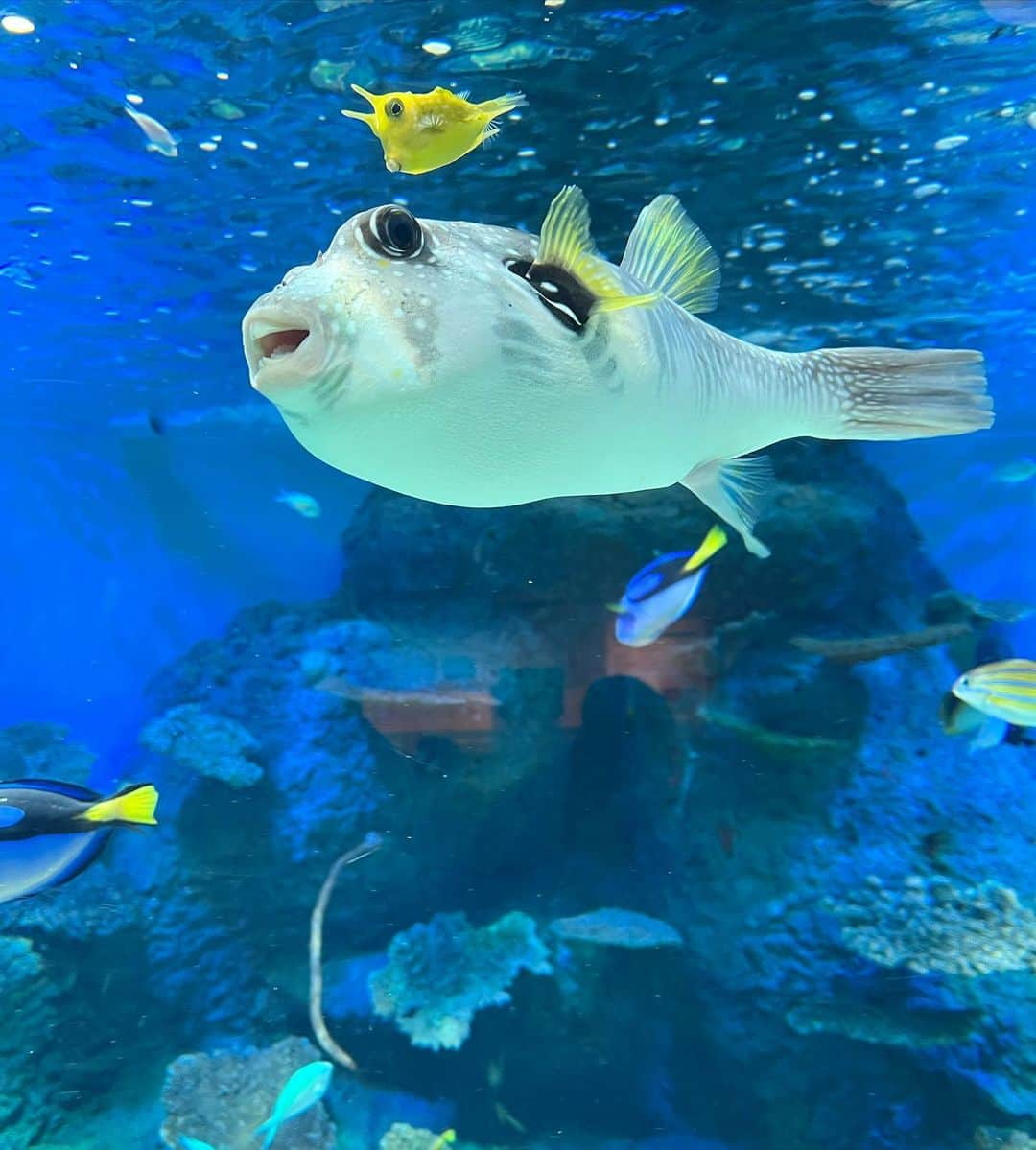 菊地あやかさんのインスタグラム写真 - (菊地あやかInstagram)「. 水族館🐠🫧🤍 釣りにはまってる3人だから 沢山いる魚に興味津々◡̈⋆ あの魚だよ！！と次々教えてくれる兄。 子供たちのおかげでお魚さんたちの 良さも分かって観てて楽しかった😗💖 途中であべちゃん達に会いたいって 電話してきてくれた甥っ子👦🏻👦🏻👶🏻 いつも電話してきてくれるの可愛い！！ おばちゃん嬉しいい！！！大好き！！！ (甥っ子たちが会いたがってるのは子供たち←) んで天気悪いのに途中からわざわざ会いに 来てくれて合流👦🏽👧🏽👦🏽👦🏻👦🏻👶🏻💖 ほんと君たち仲良すぎなのよ。ほっこり。 イルカショーも拍手しながら夢中に観てたの 可愛かったな…いとこ組の成長にも感動… これからも仲良しでいてね🫶🏻♡」8月16日 16時28分 - ayaka_official06