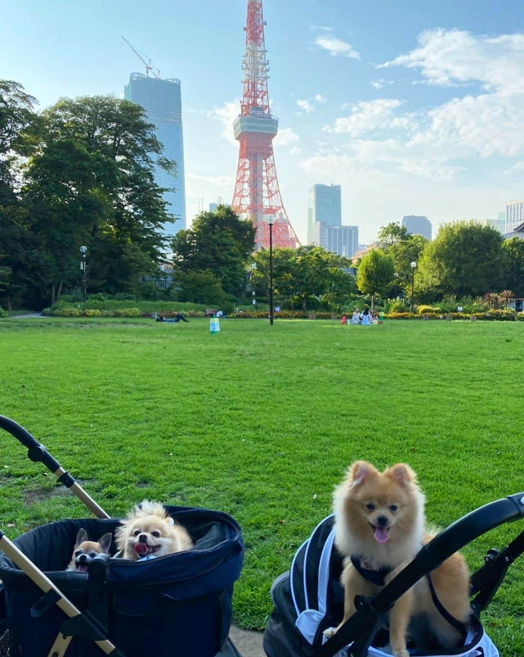 松山英礼奈さんのインスタグラム写真 - (松山英礼奈Instagram)「ティーたんしーたん連れて、 もえぴとうに天と ドッグカフェ行ってきた🐶❤️🍴  わんちゃん用のご飯とかケーキもあって、店内わんこだらけで皆んな優しくて幸せ空間だった🥹🐶🫰🏻💖  その後は公園ハシゴして、 直射日光当たる所はわんこ達カート入れて運んで🛒 人間達は滝汗でした🧖🏼‍♀️🌞♨️笑  楽しかった🥰♥️✨  今度はドッグランも行こうね🐕🐾❤️🌿  ティーたんお口空けてトトロみたい🤭💓ww  #愛犬 #ドッグカフェ #公園 #お散歩 #ポメチワ #ポメラニアン #ふわもこ部 #aneacafe  #白金」8月16日 20時53分 - hiiiiiiii0802