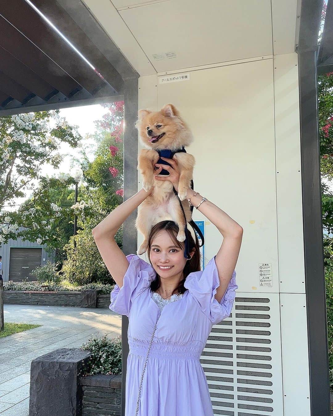 松山英礼奈さんのインスタグラム写真 - (松山英礼奈Instagram)「ティーたんしーたん連れて、 もえぴとうに天と ドッグカフェ行ってきた🐶❤️🍴  わんちゃん用のご飯とかケーキもあって、店内わんこだらけで皆んな優しくて幸せ空間だった🥹🐶🫰🏻💖  その後は公園ハシゴして、 直射日光当たる所はわんこ達カート入れて運んで🛒 人間達は滝汗でした🧖🏼‍♀️🌞♨️笑  楽しかった🥰♥️✨  今度はドッグランも行こうね🐕🐾❤️🌿  ティーたんお口空けてトトロみたい🤭💓ww  #愛犬 #ドッグカフェ #公園 #お散歩 #ポメチワ #ポメラニアン #ふわもこ部 #aneacafe  #白金」8月16日 20時53分 - hiiiiiiii0802