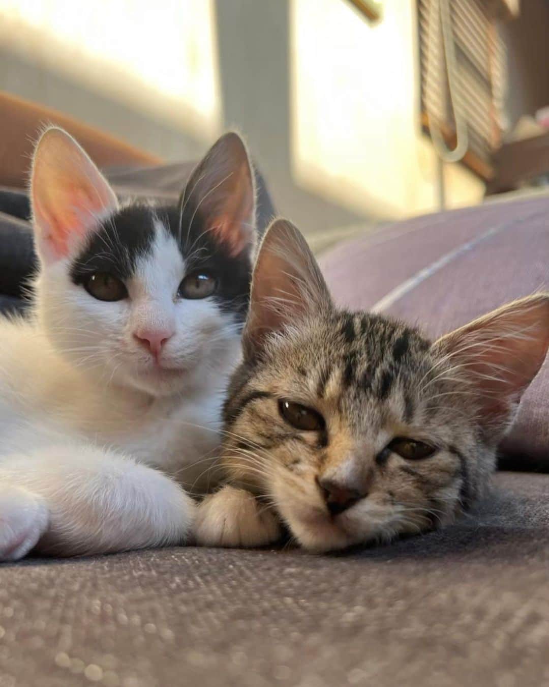 谷亜沙子さんのインスタグラム写真 - (谷亜沙子Instagram)「大好きな二人を紹介します  りん🐈‍⬛ゆず🐈 牧場で生まれた二人を保護しました。  姉妹だからずっと二人は離れないのが本当に可愛い。  子供の頃からずっと猫ちゃんを飼ってて永遠の猫派で、本当に大好きです❤︎  #猫 ちゃんってなんでこんなに可愛いの？」8月16日 23時00分 - asyakodayo