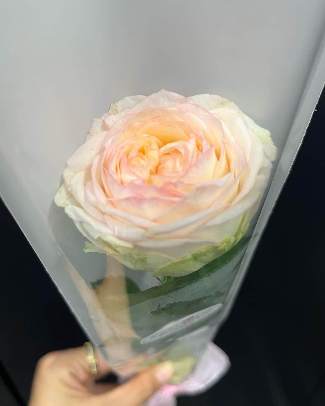 垣内麻里亜さんのインスタグラム写真 - (垣内麻里亜Instagram)「.  當間ローズさんに素敵な バラをいただきました🌹  ローズさんは フラワーロスを目指し、 子どもたちに笑顔を届ける 「薔薇色の人生プロジェクト」を 立ち上げています☺️🌹  そちらもぜひ チェックしてみてください🌹✨」8月17日 20時30分 - kakiuchi_maria