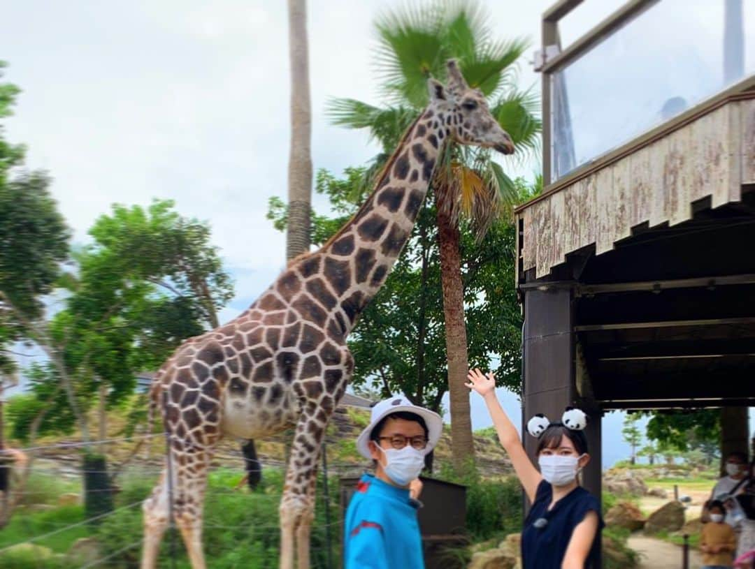 朝日放送「おはよう朝日土曜日です」さんのインスタグラム写真 - (朝日放送「おはよう朝日土曜日です」Instagram)「土日どーする？はアドベンチャーワールド🏖 🐼🐘🦒🐬🐧が出てきます♪  #白浜#アドベンチャーワールド#パンダ #白良浜#とれとれ市場#白浜プリン #和歌山スイーツ#関西おでかけ  #おは土#おはよう朝日土曜日です#ABCテレビ #増田紗織#ABCアナウンサー #女と男#市川」8月19日 16時54分 - ohado6ch