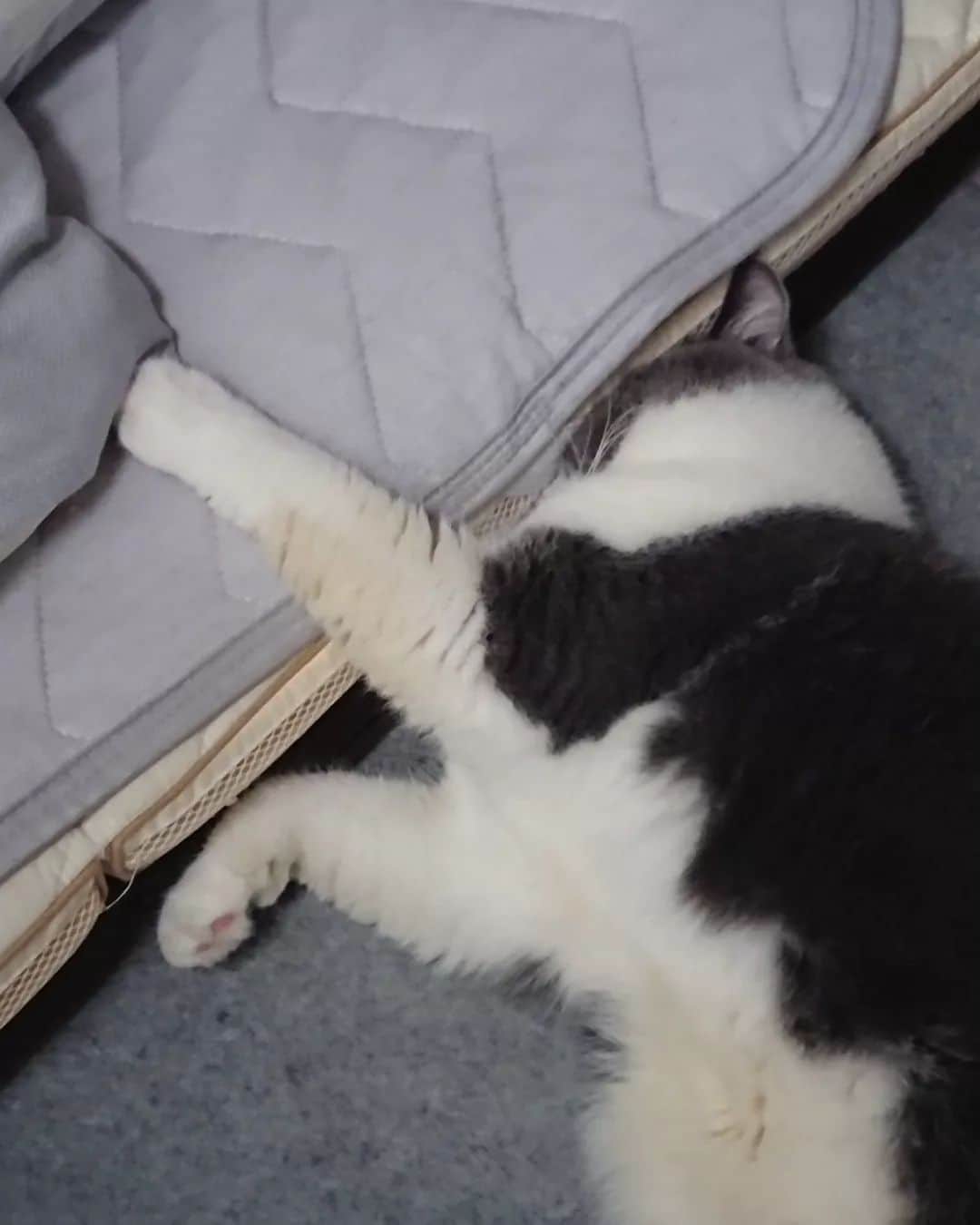 高橋靖子さんのインスタグラム写真 - (高橋靖子Instagram)「昨日の晩、おやすはパソコンを直すために、夜中の3時まで頑張っていた✊だけど、僕は待ちきれずに先に寝てしまった💦ゴメンニャー🐈(どうやらパソコンは直ったらしい⤴️) #猫  #ブリティッシュショートヘア  #cat  #吉本新喜劇  #新喜劇  #吉本新喜劇総選挙」8月20日 13時16分 - oyasupororo