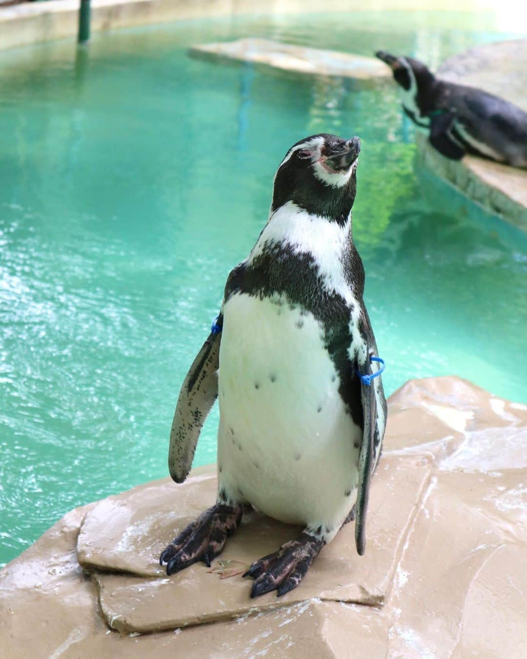 日野麻衣さんのインスタグラム写真 - (日野麻衣Instagram)「モデル系ペンギン🐧❤︎  可愛くて気付いたらカメラ構えて15分くらいたってました。独占契約  #ペンギン #千葉市動物公園 #涼しいね #かわいいね」8月21日 9時34分 - hinomaiofficial