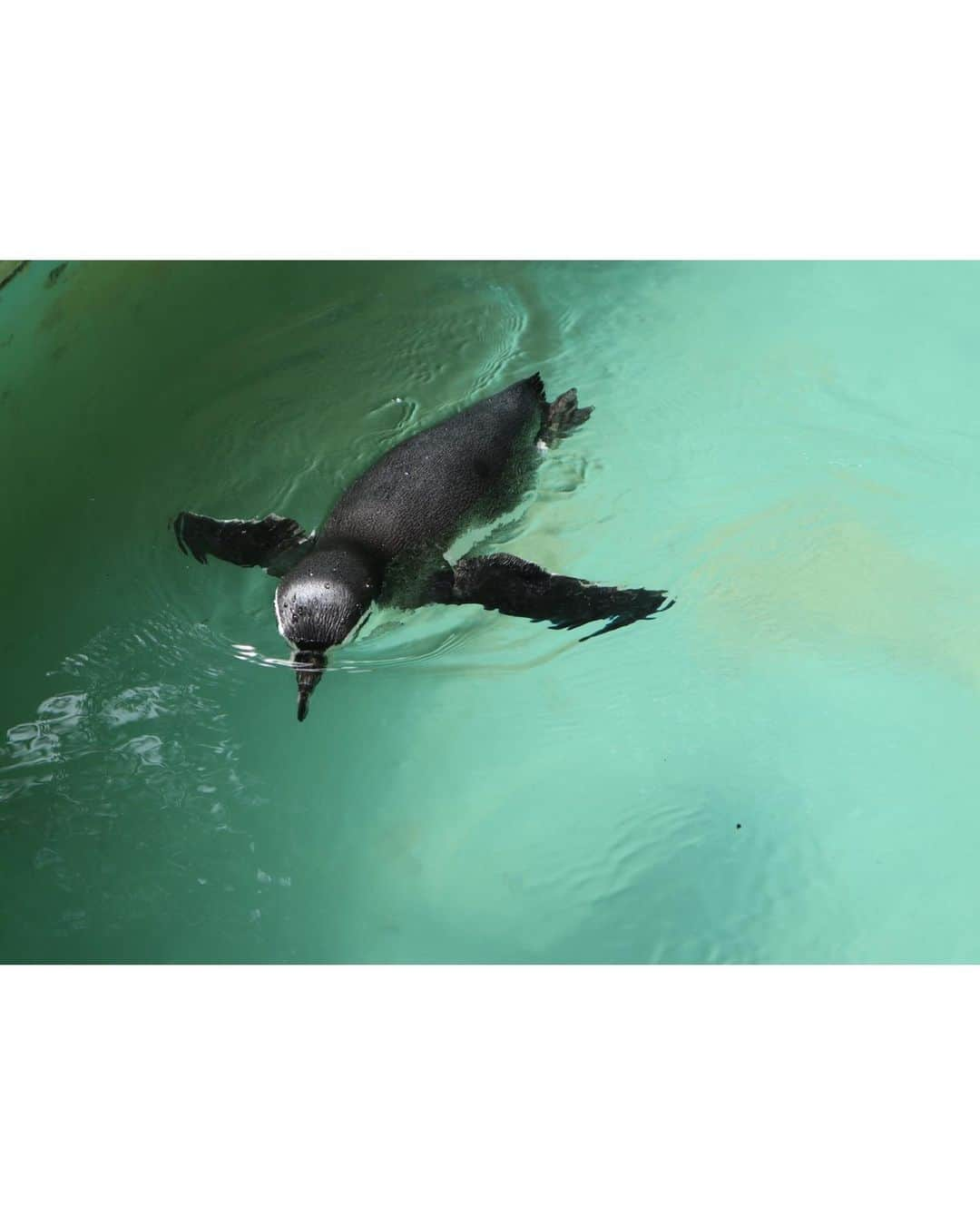 日野麻衣さんのインスタグラム写真 - (日野麻衣Instagram)「モデル系ペンギン🐧❤︎  可愛くて気付いたらカメラ構えて15分くらいたってました。独占契約  #ペンギン #千葉市動物公園 #涼しいね #かわいいね」8月21日 9時34分 - hinomaiofficial