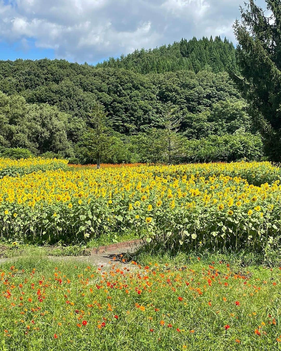 大隅智子さんのインスタグラム写真 - (大隅智子Instagram)「岩手県の盛岡市と雫石町にまたがる御所湖広域公園のファミリーランドの賢治の花壇では、ヒマワリが満開！ まさに、雨ニモマケズ、風ニモマケズ、見事に咲きました！ キバナコスモスも同時に満開です。 この夏は、雨が多く、気持ちもなんだかどんよりしましたが、まだ夏を感じられます！ 同じ公園内の町場地区園地では、キバナコスモスと岩手山を楽しめます！ #ヒマワリ #岩手　 #盛岡 #雫石町 #御所湖 #御所湖広域公園 #キバナコスモス #ファミリーランド #賢治の花壇」8月21日 10時31分 - tomokotenki