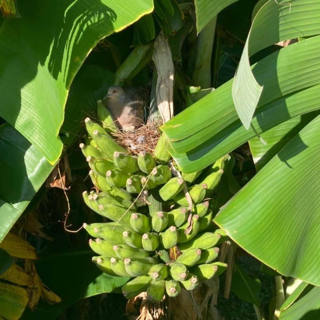 田中律子さんのインスタグラム写真 - (田中律子Instagram)「バナナ🍌の上に、巣を作った🪺ハトさんのその後…  あら、あら、あらーーーー🕊  まだ卵🥚かと思ってたら…  あががががーーーーーーー🐣 これってもう孵化してるやつやーーーーん🐣ピヨピヨ、エサあげてますよねーーー🤣  あーーーーーー🌴🍌🕊 ついに、バナナ🍌の巣でハトのヒナが…すごいなぁーーー🐣 バナナの葉で隠れてるから、すごく子育てにいい場所なのかも。 お母さんハトとお父さんハトと交代しながら子育て🕊ハトはツガイになると一緒添い遂げるんだって🤍2羽ヒナがいるみたいだから、無事にバナナ🍌から巣立っていきますよーに🙏  #okinawa  #okinawalife  #mygarden  #banana  #pigeon #そんなバナナ  #バナナの巣  #孵化したよ」8月22日 14時47分 - ri2kotanaka