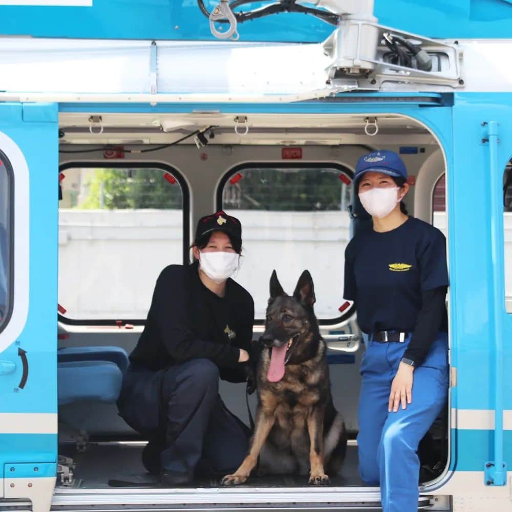 大阪府警察さんのインスタグラム写真 - (大阪府警察Instagram)「【大災害に備える】 全国各地で発生が予測される大災害に備えて、警備犬のヘリコプター習熟訓練を行いました。 ヘリコプターの高機動性と警備犬の被災者探索能力を活かして、迅速に人命救助を担います。  #大阪府警察公式 #大阪府警察 #大阪府警 #府警 #警察 #警察官 #おまわりさん #航空隊 #ヘリコプター #有事即応 #大規模災害に備える #人命救助 #連携 #強化 #警備犬 #警察犬 #府民を守る」8月22日 16時24分 - fukei_koho