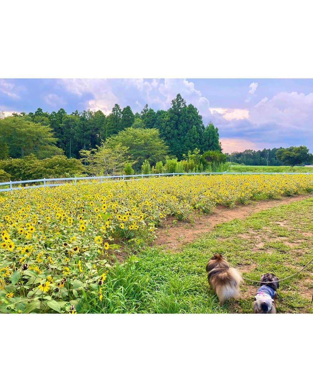 中川祐子さんのインスタグラム写真 - (中川祐子Instagram)「ひまわり〜🌻🌻🌻 . 背の低いひまわりも可愛いな💕 ワンコたちも興味津々(笑) . 太陽に向かって咲く 太陽みたいな夏の花🌻☀️ . 大好き❤️☺️ . 今年は見に来れて良かった✨ . #ひまわり #向日葵 #ひまわり畑  #ショートひまわり #背の低いひまわり #sunflower #shortsunflowers  #愛犬と一緒に  #ビタミンチャージ #スーパー晴れ女 #夏の思い出  #太陽のような #夏の花 #前向きになれる  #毎日楽しく #笑顔になる花」8月22日 22時02分 - nakagawa.yuko