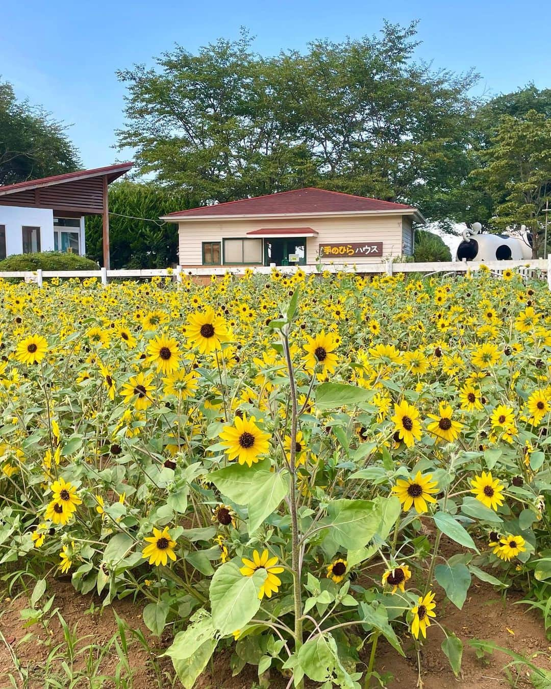 中川祐子さんのインスタグラム写真 - (中川祐子Instagram)「ひまわり〜🌻🌻🌻 . 背の低いひまわりも可愛いな💕 ワンコたちも興味津々(笑) . 太陽に向かって咲く 太陽みたいな夏の花🌻☀️ . 大好き❤️☺️ . 今年は見に来れて良かった✨ . #ひまわり #向日葵 #ひまわり畑  #ショートひまわり #背の低いひまわり #sunflower #shortsunflowers  #愛犬と一緒に  #ビタミンチャージ #スーパー晴れ女 #夏の思い出  #太陽のような #夏の花 #前向きになれる  #毎日楽しく #笑顔になる花」8月22日 22時02分 - nakagawa.yuko