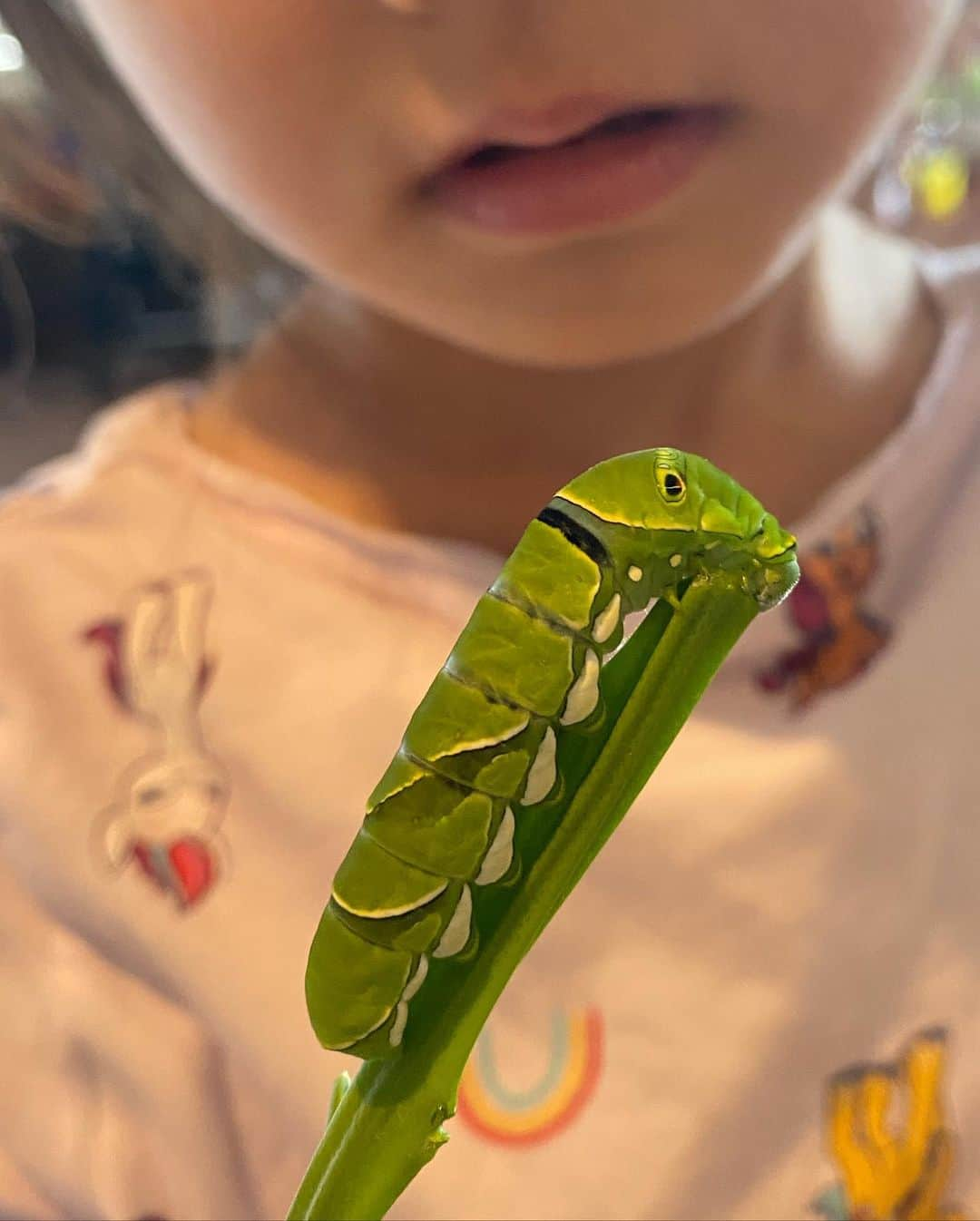 中越典子さんのインスタグラム写真 - (中越典子Instagram)「この夏はアゲハ蝶が、うちの虫かごで育ちました。小さないも虫から青虫になり蛹になり、蝶と進化しました🦋  とても愛くるしくてたまりませんでした♡ #進化 #ちょうちょ #青虫」8月23日 16時30分 - nakagoshi_noriko.official