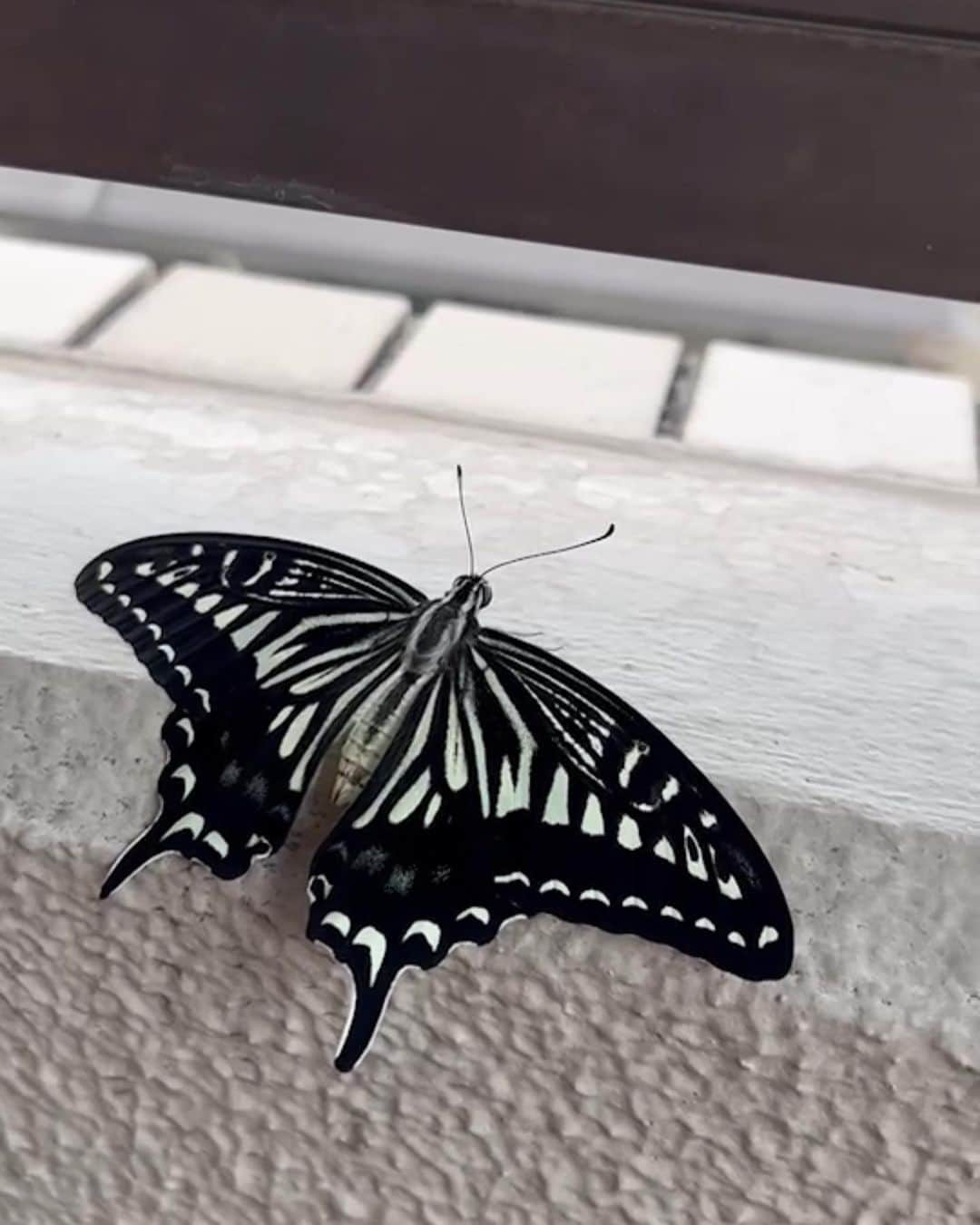 中越典子さんのインスタグラム写真 - (中越典子Instagram)「この夏はアゲハ蝶が、うちの虫かごで育ちました。小さないも虫から青虫になり蛹になり、蝶と進化しました🦋  とても愛くるしくてたまりませんでした♡ #進化 #ちょうちょ #青虫」8月23日 16時30分 - nakagoshi_noriko.official