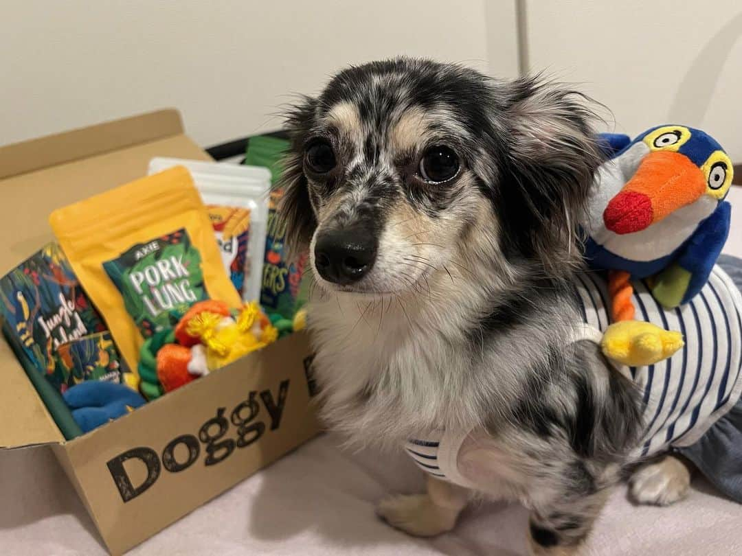 藤江れいなさんのインスタグラム写真 - (藤江れいなInstagram)「♡ 今月もアネラの大好きな Doggy Boxが届きました👏💚  今回のテーマはJungle Islahd🌺 オオハシと仲良くなった様で 背に乗せ、そして頭に乗せ🦜笑  おやつはポークラングが お気に入りの様です♪ アネラさん、今月も嬉しいね！  🎁▶︎ @doggybox_jp  🐶▶︎ @ane.love0328   #犬のいる暮らし  #チワックス #シルバーダップル #doggybox #ドギボ #pr」8月23日 22時22分 - 01nyan0201