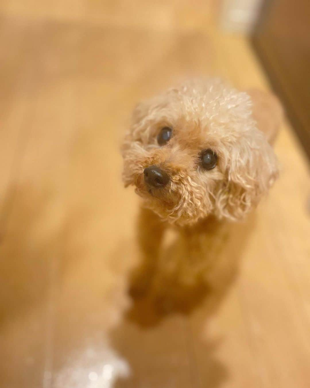 香里奈さんのインスタグラム写真 - (香里奈Instagram)「Happy Birthday to my treasure HANABI chan 🎆🧡  #20220823 #823 #はなび #hanabi #toypoodle #cutie #dog #🐩 #hbd #birthdaygirl #14yearsold  #lovefamily my #bestie #香里奈 #karina」8月24日 17時30分 - karina_official_221