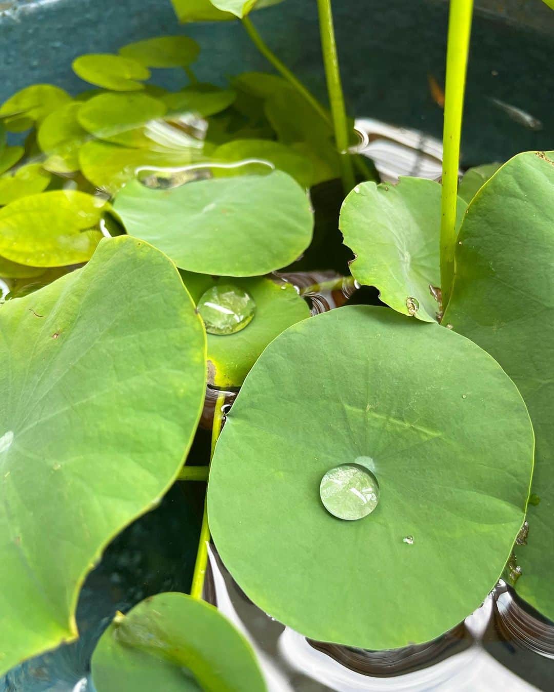 住吉美紀さんのインスタグラム写真 - (住吉美紀Instagram)「この夏は #ビオトープ が #ベランダ植物園 に加わっていた。毎日覗くのが楽しみ。  #めだかちゃんもいるよ #ちいさな完璧 #biotopejapan」8月24日 17時32分 - miki_sumiyoshi