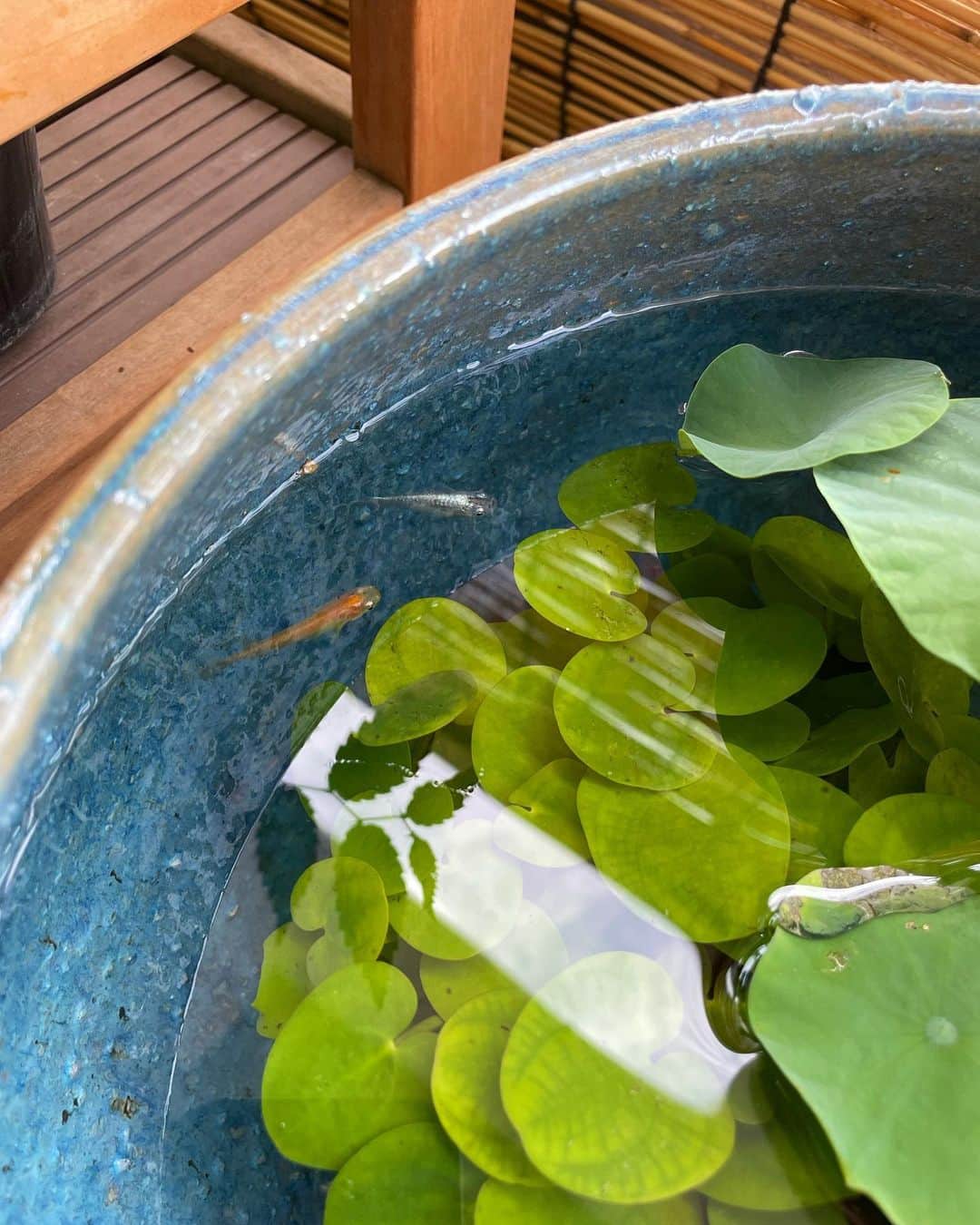 住吉美紀さんのインスタグラム写真 - (住吉美紀Instagram)「この夏は #ビオトープ が #ベランダ植物園 に加わっていた。毎日覗くのが楽しみ。  #めだかちゃんもいるよ #ちいさな完璧 #biotopejapan」8月24日 17時32分 - miki_sumiyoshi