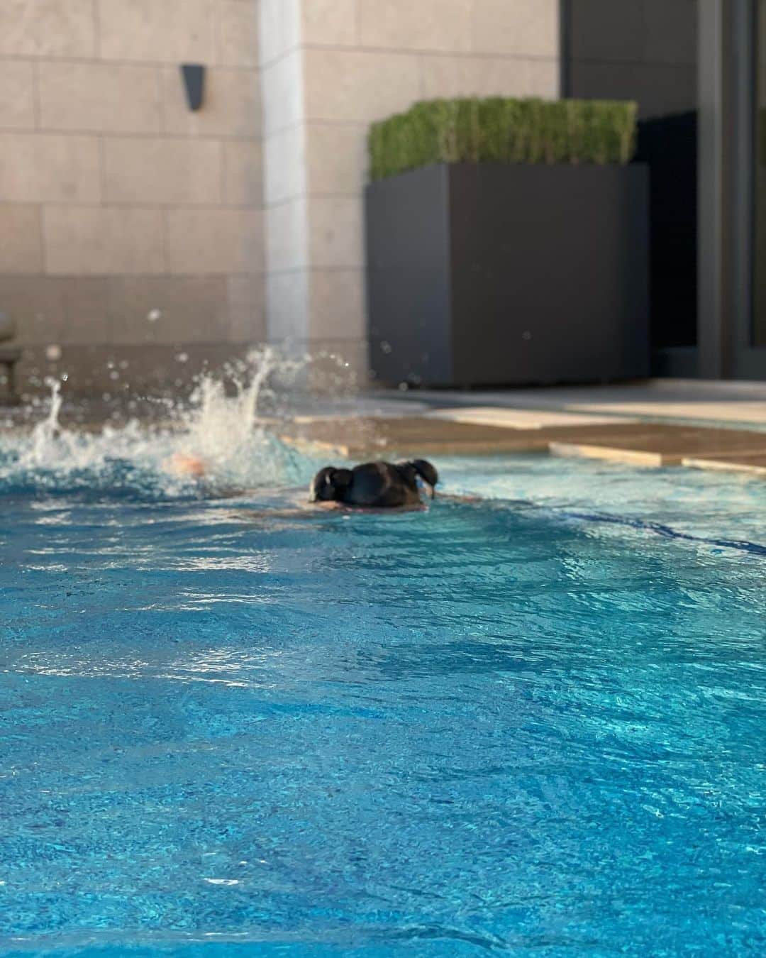 MIRIさんのインスタグラム写真 - (MIRIInstagram)「何より嬉しかったのが チビさんがいつもプールでは 浮き輪装備＆私は顔濡らしません スタイルだったのに 今回しっかり潜ったり 手を伸ばして顔をつけて泳いだり🏊‍♀️息継ぎしたり とにかくすごかった🥹笑 人魚みたいにプールで 泳いでて感動した🧜親バカ←  最高の思い出💕  #韓国 #한국  #パラダイスシティ  #paradisecity  #pool #poolvilla  #villa  #デラックスプールヴィラ  #ホテル #プール  #夏休み #8月 #夏 #お盆 #summer  #旅行 #ホカンス  #日焼け  #娘 #kids #親子 #ママ  #仲良し親子 #感動  #水着 #ツーショット  #여행 #패션 #가족여행 #한국여행」8月25日 16時28分 - miri.o3