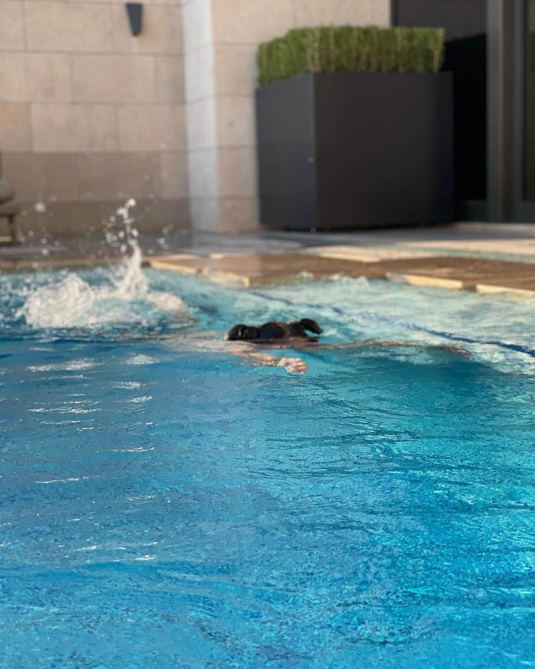 MIRIさんのインスタグラム写真 - (MIRIInstagram)「何より嬉しかったのが チビさんがいつもプールでは 浮き輪装備＆私は顔濡らしません スタイルだったのに 今回しっかり潜ったり 手を伸ばして顔をつけて泳いだり🏊‍♀️息継ぎしたり とにかくすごかった🥹笑 人魚みたいにプールで 泳いでて感動した🧜親バカ←  最高の思い出💕  #韓国 #한국  #パラダイスシティ  #paradisecity  #pool #poolvilla  #villa  #デラックスプールヴィラ  #ホテル #プール  #夏休み #8月 #夏 #お盆 #summer  #旅行 #ホカンス  #日焼け  #娘 #kids #親子 #ママ  #仲良し親子 #感動  #水着 #ツーショット  #여행 #패션 #가족여행 #한국여행」8月25日 16時28分 - miri.o3