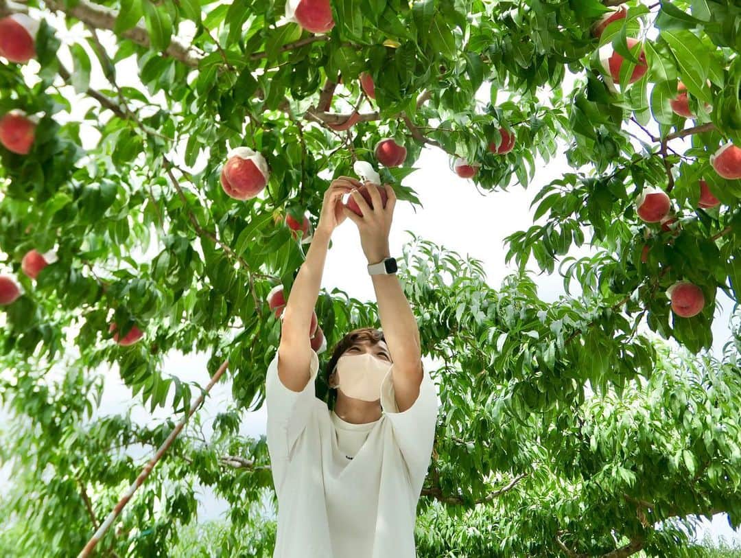 小平奈緒さんのインスタグラム写真 - (小平奈緒Instagram)「信州の果物が、本気出す季節が始まりました🍑 昨年は霜の被害で収穫が半分だったそうですが、今年はたわわに実ってくれました。 3年前の台風では、りんご畑だけでなく川中島の桃畑もたくさん水に浸かりました。 自然の中で育つ農産物だからこそ、良くも悪くも自然の声をダイレクトに受け取ります。  私たちが普段口にする食物は、自然とともに生きながら、たくさんの人の手で、心を込めて丁寧に育てられています。  「美味しい」になるまでの、農家の皆さんの愛情を感じます😊  美味しく食べられる心の豊かさと、身体の健康に気を配りながら、今後は色んな場面で、言葉の栄養、学びの栄養、表現の栄養、スマイルの栄養…たくさんの栄養を皆さんに届けていけるよう、様々な経験を肥料にスクスク育っていきます🐥  あ〜畑はいいな。 桃たちが良い顔してる！  @hanamomo.2017.0401 さん、貴重な体験をありがとうございました🍑 桃のかき氷🍧は、カロリーも一瞬で口の中で溶けました。 テイクアウトやっているそうなので、皆さまも是非😋 @kunkun_ さんの靴下もギャラリーで購入できます🧦 皆んなにも、このハッピーを届けたい！(宣伝とかそういうのではなく、私の好きを素直な気持ちで書いています！)  #川中島の桃 #kunkun靴下 #Naoの体験記」8月25日 19時38分 - nao.kodaira