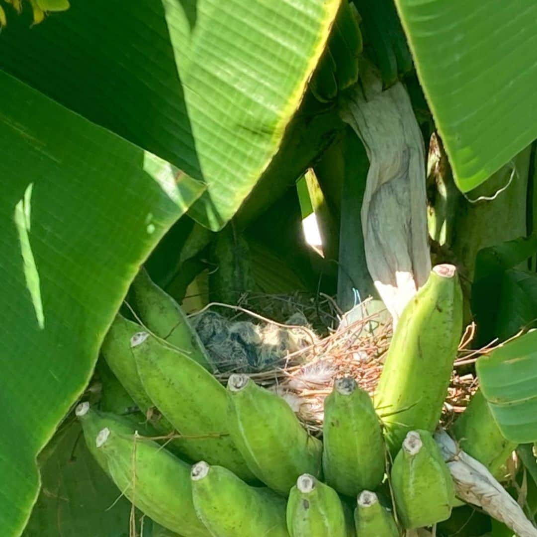 田中律子さんのインスタグラム写真 - (田中律子Instagram)「バナナの巣🍌🪺 ハトさん観察日記🕊  バナナの巣で、卵から孵化した🥚ハトさんのヒナ🐣は、2羽スクスクと成長中ーー😆  ちょっと大きくなってきて、モゾモゾ動くようになってきました🐣お母さんハトは、エサを取りに行ったのかなーー🤔巣が窮屈になってきました🕊  #okinawa  #okinawalife  #garden  #banana #ハトの巣  #バナナの使い方 #間違えてますよー  #そんなバナナ  #成長日記」8月26日 12時22分 - ri2kotanaka