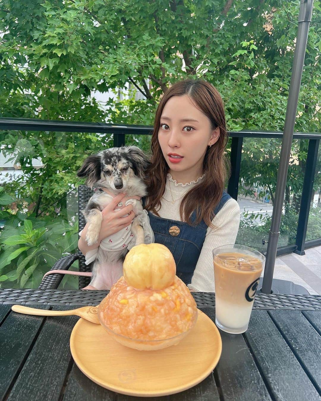 藤江れいなさんのインスタグラム写真 - (藤江れいなInstagram)「♡ 食べたかったカキ氷🍧🥰💚 桃好きなアネラさんに狙われてます🍑  🐶▶︎ @ane.love0328   #犬のいる暮らし  #チワックス #シルバーダップル」8月26日 13時41分 - 01nyan0201