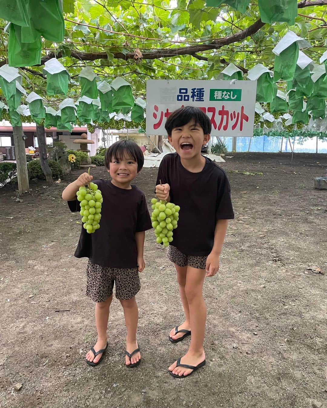 春名亜美さんのインスタグラム写真 - (春名亜美Instagram)「山梨の梶原農園に毎年恒例のシャインマスカット狩りへ🍇 with @yasuko_haruna   ここのブドウたちはどの種類も大きくて、美味しい😋 特に今回は #バイオレットキング が実も大きくてすごく美味しかった！  去年は一人でカットできなかった次男も、今年は一人でブドウの軸をカットすることができました✂︎🍇  自分で選んで取ったブドウは美味しさ倍増☺️  帰りにはほうとうも食べて🥰  さらに言うと、またトイザらスにも行き😇  大充実な一日🫶🏻 ・ ・ ・ #梶原農園　#ぶどう狩り #シャインマスカット #シャインマスカット狩り #山梨 #ほうとう #夏休み #ばあばと孫 #バイオレットキング #ll_旅記録」8月26日 17時48分 - amiharunaami