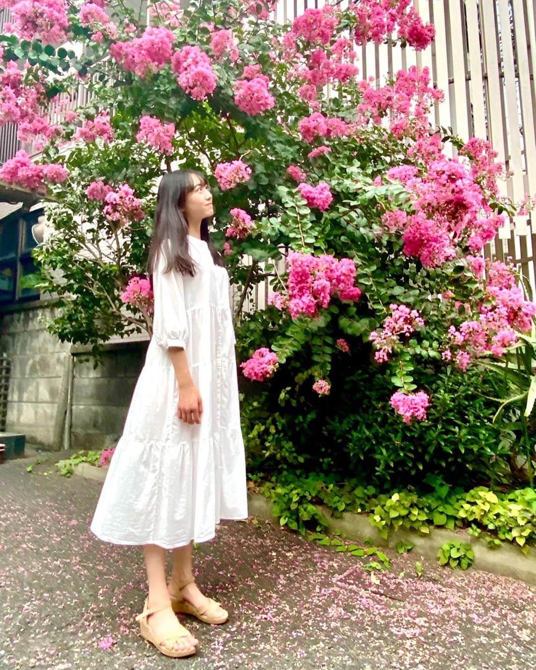 国本姫万里さんのインスタグラム写真 - (国本姫万里Instagram)「.  ひまりです✨  いつもコメント、いいね、ありがとうございます。嬉しいです💕 全部読ませて頂いています。  サルスベリの花が綺麗に咲いていました🌸 もう夏も終わりですが、お気に入りの白のワンピースを着てあちこちで撮影してみようかな。  #国本姫万里 #スターダストプロモーション #ニコラ #nicola #ニコモ #サルスベリ #flower #ワンピース #私服 #fashion #instagood #followme #jc1 #09」8月26日 17時54分 - himari_kunimoto_official