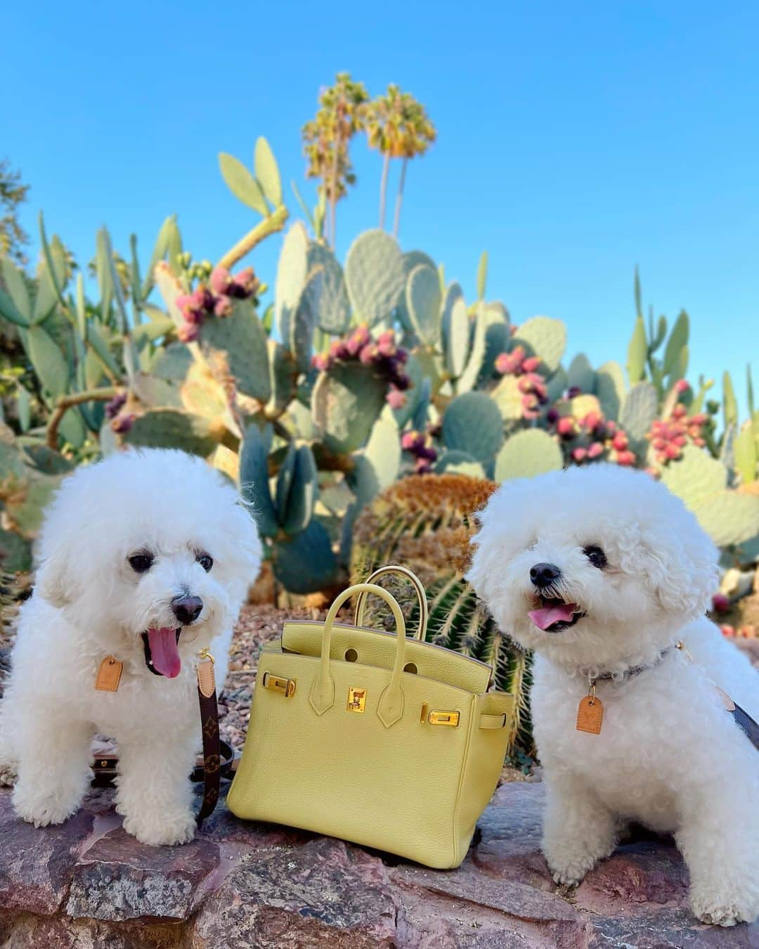 濱野りれさんのインスタグラム写真 - (濱野りれInstagram)「Family photo🧡 No one look at the camera except for me🥹  #traveldogs #travelwithdogs #Familyphoto #bichonfrise #bichon #walkthedog #dogsofinstagram #Beverlyhills #losangels #hermes #chanel #chanelno5 #ビションフリーゼ #ビション #わんこ #わんこと旅行 #ビバリーヒルズ #ロサンゼルス #おさんぽ」8月27日 9時29分 - riregram