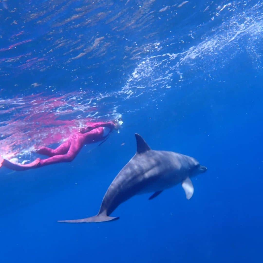 観月ありささんのインスタグラム写真 - (観月ありさInstagram)「今年も行って来ました🐬 御蔵島☺️ 癒された〜🐬🐬🐬  #観月ありさ  #御蔵島  #ドルフィンスイム  #イルカ  #イルカの群れ #大自然」8月28日 15時21分 - alisa_mizuki