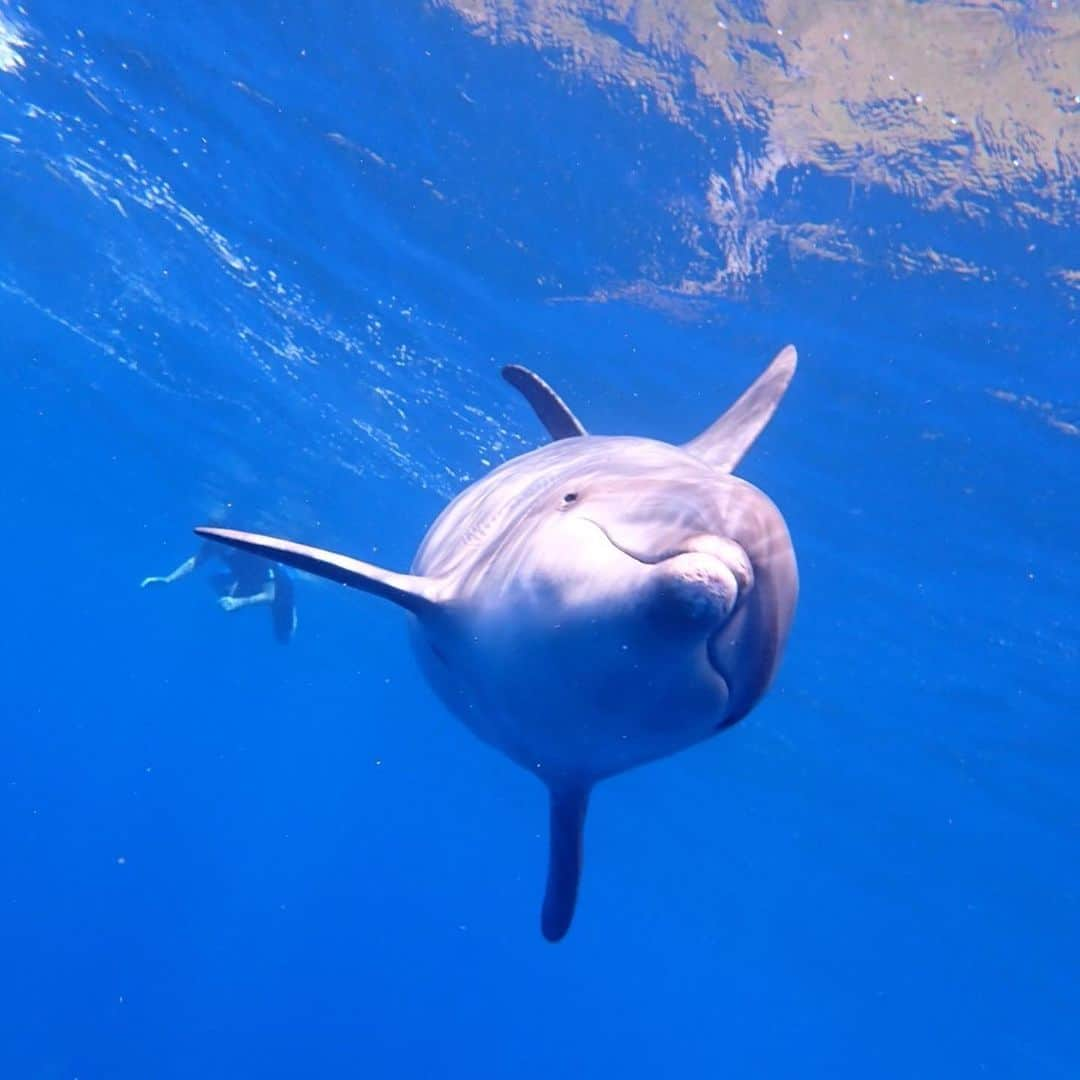 観月ありささんのインスタグラム写真 - (観月ありさInstagram)「今年も行って来ました🐬 御蔵島☺️ 癒された〜🐬🐬🐬  #観月ありさ  #御蔵島  #ドルフィンスイム  #イルカ  #イルカの群れ #大自然」8月28日 15時21分 - alisa_mizuki