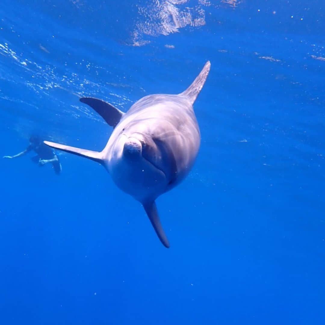 観月ありささんのインスタグラム写真 - (観月ありさInstagram)「今年も行って来ました🐬 御蔵島☺️ 癒された〜🐬🐬🐬  #観月ありさ  #御蔵島  #ドルフィンスイム  #イルカ  #イルカの群れ #大自然」8月28日 15時21分 - alisa_mizuki