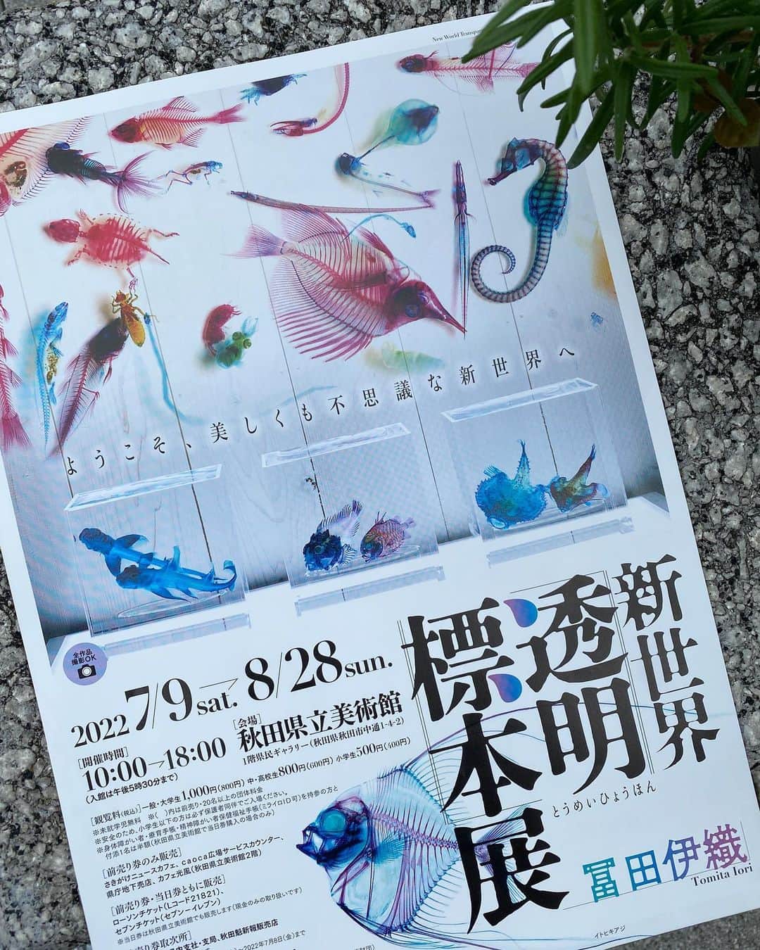 春香さんのインスタグラム写真 - (春香Instagram)「秋田県立美術館へ😉  初めて見た「新世界透明標本展」は、パンフレットにある通り、美しくも不思議な世界でした。 でも、生命の繋がりという当たり前のような前提だけで、違和感なく感じ入ることができる魅力的な世界でした。  本当に美しかった、本当に😌  展示の演出も素晴らしかったです。撮影自由の展覧会でしたので、少しご紹介させて頂きますね！  #秋田県立美術館 #新世界透明標本展 #透明標本展#ioritomita #冨田伊織 #冨田伊織さん #美術館 #春香#秋田#秋田県#透明標本秋田県美  @th_akita @iori_tomita」8月28日 17時52分 - haruka__official