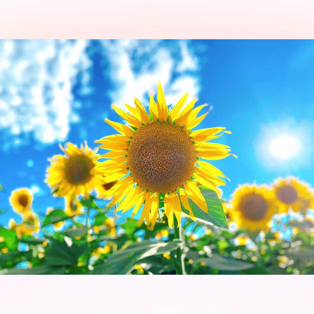 長柄ひろみさんのインスタグラム写真 - (長柄ひろみInstagram)「#sunflowers 🌻☀️  日差しが眩しすぎて、写真にも光の輪が👼🏻🌈  キラキラというよりもギラギラな太陽🌞✨  だけど、夏っぽくていいよね👒  顔よりも大きい向日葵は迫力満点でした〜🤗🌻💮  ｡・ﾟ・。❁｡・ﾟ・。❁｡・ﾟ・。❁｡・ﾟ・｡❁。・ﾟ・  #ひまわり」8月28日 18時16分 - aoi_asahi