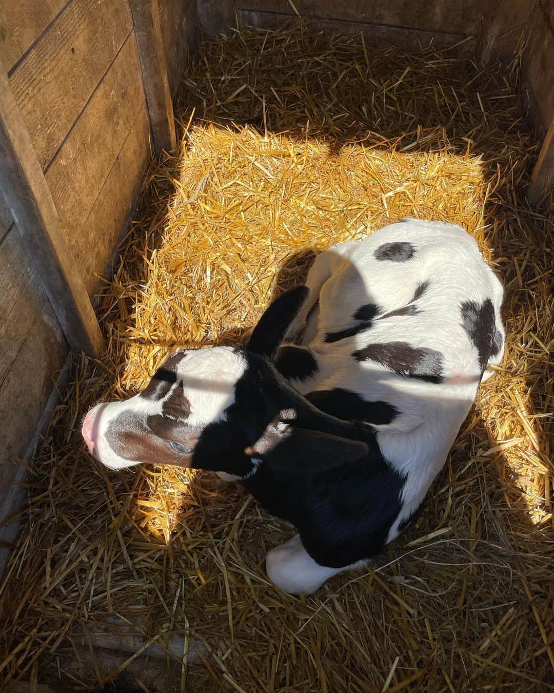 前田俊さんのインスタグラム写真 - (前田俊Instagram)「乳搾り体験🐄 牛さん可愛すぎた😍 娘は「怖い抱っこ」って連呼してました😅」8月28日 19時25分 - maeda__shun