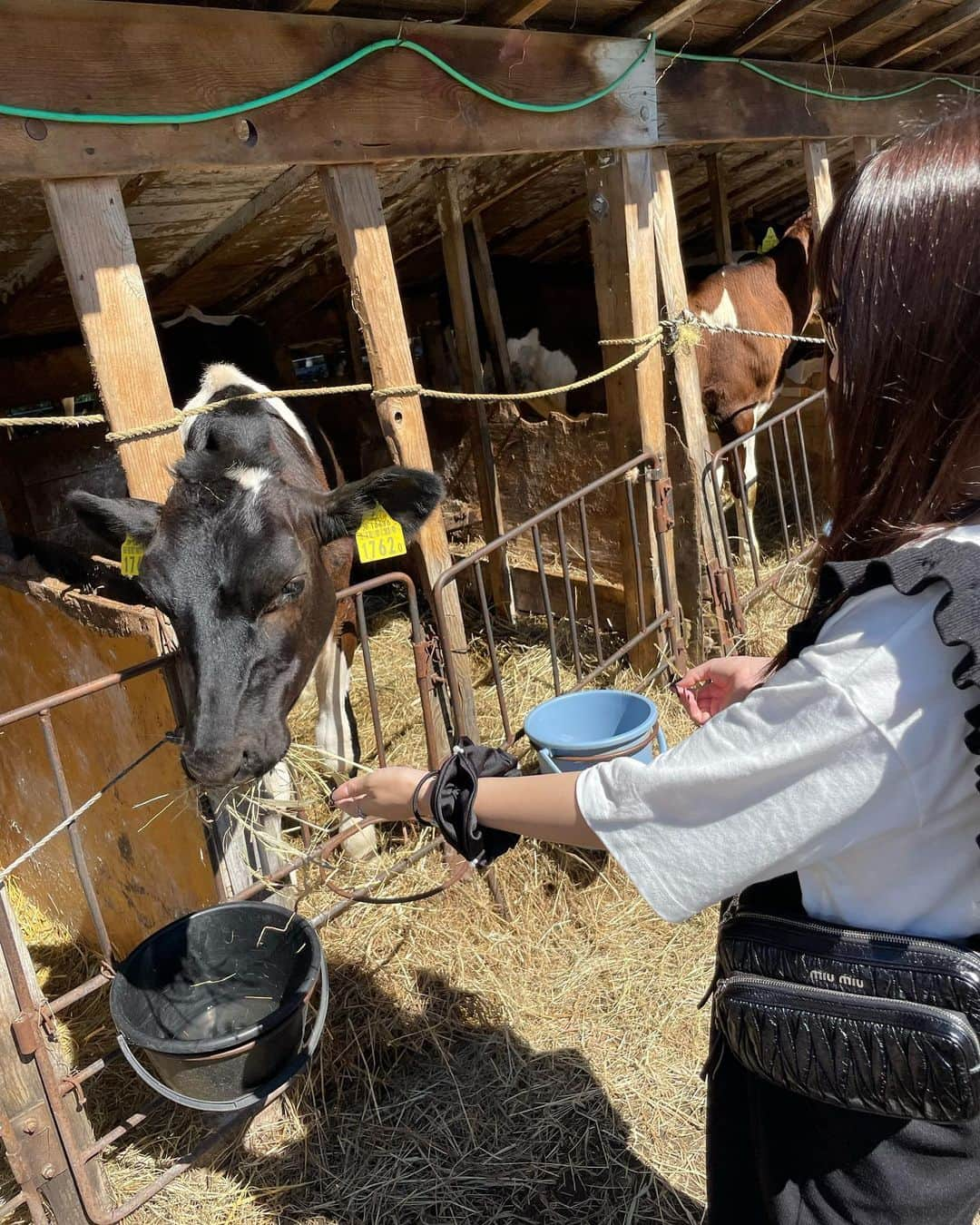 前田俊さんのインスタグラム写真 - (前田俊Instagram)「乳搾り体験🐄 牛さん可愛すぎた😍 娘は「怖い抱っこ」って連呼してました😅」8月28日 19時25分 - maeda__shun