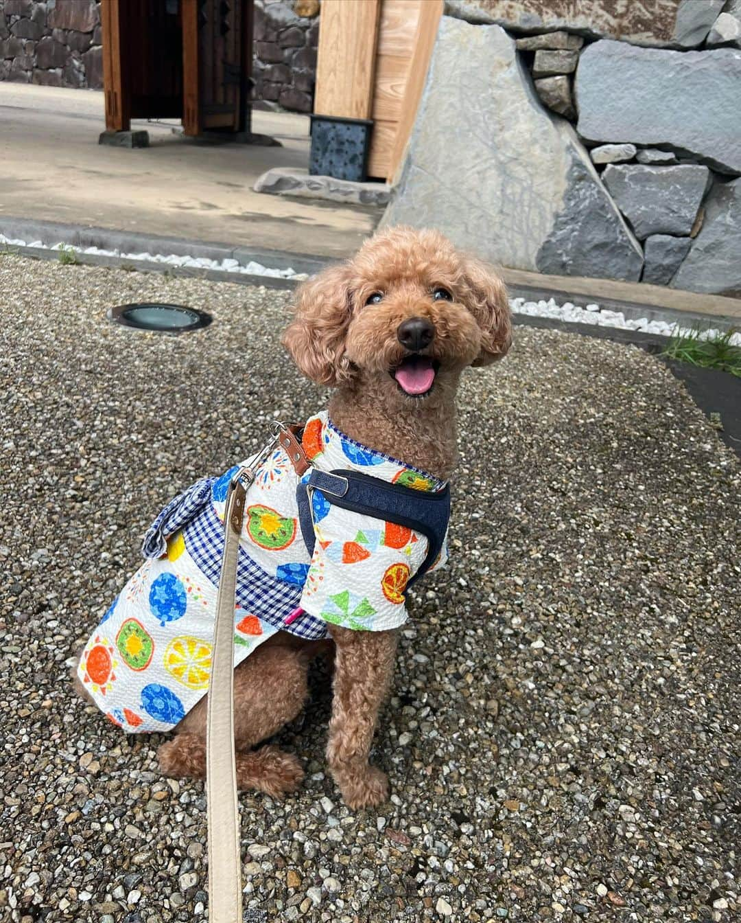 大須賀あみさんのインスタグラム写真 - (大須賀あみInstagram)「投稿をサボりすぎて夏が終わりそう！！笑  暑すぎてタイミング的になかなか愛犬と一緒に浴衣着れなかったけど、ソロでは可愛く浴衣着てくれて良かった🎆  来年は6月とか、暑くなりすぎる前に一緒に浴衣着て写真撮ろう🐶  甲府駅北口、とても綺麗でご飯食べるところも結構あるので山梨来た時はぜひ！🗻  #甲府駅北口 #甲府駅 #夢小路 #愛犬の浴衣 #犬の浴衣」8月28日 20時26分 - osugaami_official