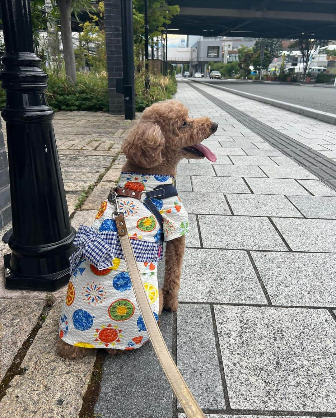 大須賀あみさんのインスタグラム写真 - (大須賀あみInstagram)「投稿をサボりすぎて夏が終わりそう！！笑  暑すぎてタイミング的になかなか愛犬と一緒に浴衣着れなかったけど、ソロでは可愛く浴衣着てくれて良かった🎆  来年は6月とか、暑くなりすぎる前に一緒に浴衣着て写真撮ろう🐶  甲府駅北口、とても綺麗でご飯食べるところも結構あるので山梨来た時はぜひ！🗻  #甲府駅北口 #甲府駅 #夢小路 #愛犬の浴衣 #犬の浴衣」8月28日 20時26分 - osugaami_official