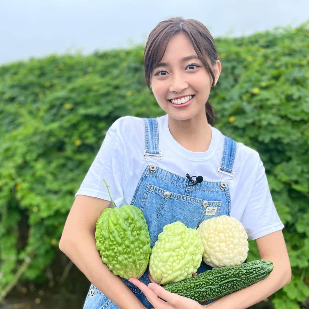 間瀬遥花さんのインスタグラム写真 - (間瀬遥花Instagram)「. 今朝のZIP!は珍しいアップルゴーヤの農園から生中継👩🏼‍🌾 . . 野菜抱えるともれなく「私が作りました」風に なっちゃうけど笑 . むしろ美味しくいただきました😋 . . . #zip #生中継 #中継 #アップルゴーヤ #ゴーヤ #ゴーヤー #ゴーヤ栽培 #収穫」8月30日 18時15分 - maseharu_929