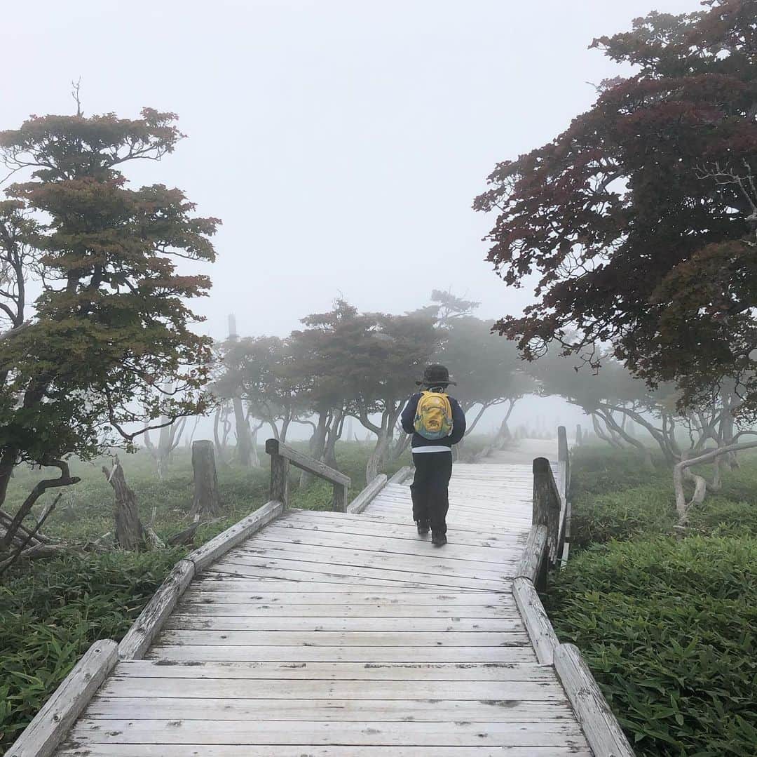 外村久美子さんのインスタグラム写真 - (外村久美子Instagram)「・ 日本有数の雨の場所。 今回も濃霧。 でもそれが幻想的な雰囲気を更に演出して好きな🏔 大蛇ぐらは、初の晴天で絶景✨ 年間20人くらい転落してるとかしてないとか。。 #大台ヶ原」8月30日 20時05分 - kummy153