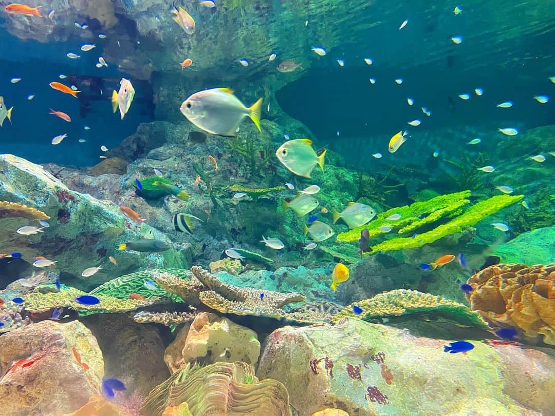ジョナゴールドさんのインスタグラム写真 - (ジョナゴールドInstagram)「♥ アリエルになった気持ち🧜‍♀️ ・ ・ 小さい頃リトル・マーメイドに出てくるフランダーが大好きで、"大きくなったらお魚になる"と言っていました°･🐠 ・ こんなに綺麗な海ならお魚になるのもいいかもな〜と未だに思ってる🙄 ♥ #浅虫水族館 #水族館  @asamushi_aquarium」8月31日 16時47分 - jonagold_0323