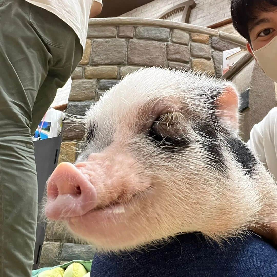 中京テレビ「キャッチ！」さんのインスタグラム写真 - (中京テレビ「キャッチ！」Instagram)「🐖🐖🐖⁡ ⁡⁡ 生放送はアクシデントが起こりますね…💥💥💥⁡ ⁡⁡⁡ ⁡緊張感が伝わったのか小ブタちゃんが集まらず…( ˙-˙) 台本が飛んでしまった上山アナ🙉💦⁡ ⁡⁡ ⁡ 生中継ゆえ、ご容赦を🙇🙇🙇⁡ ⁡⁡ ⁡⁡ ⁡上山⁡|´-`).｡ｏO(現実逃避したいです。。。)  ⁡ ⁡#キャッチ中継 ⁡#上山元気 . . . #ctvcatch 📺『キャッチ！』月～金曜日午後3時48分から生放送 #中京テレビ . . 👀目撃情報などはプロフィールのリンク内『投稿BOX』へ 🐦Twitter→@ctvcatch #ctvcatch」8月31日 19時02分 - ctvcatch