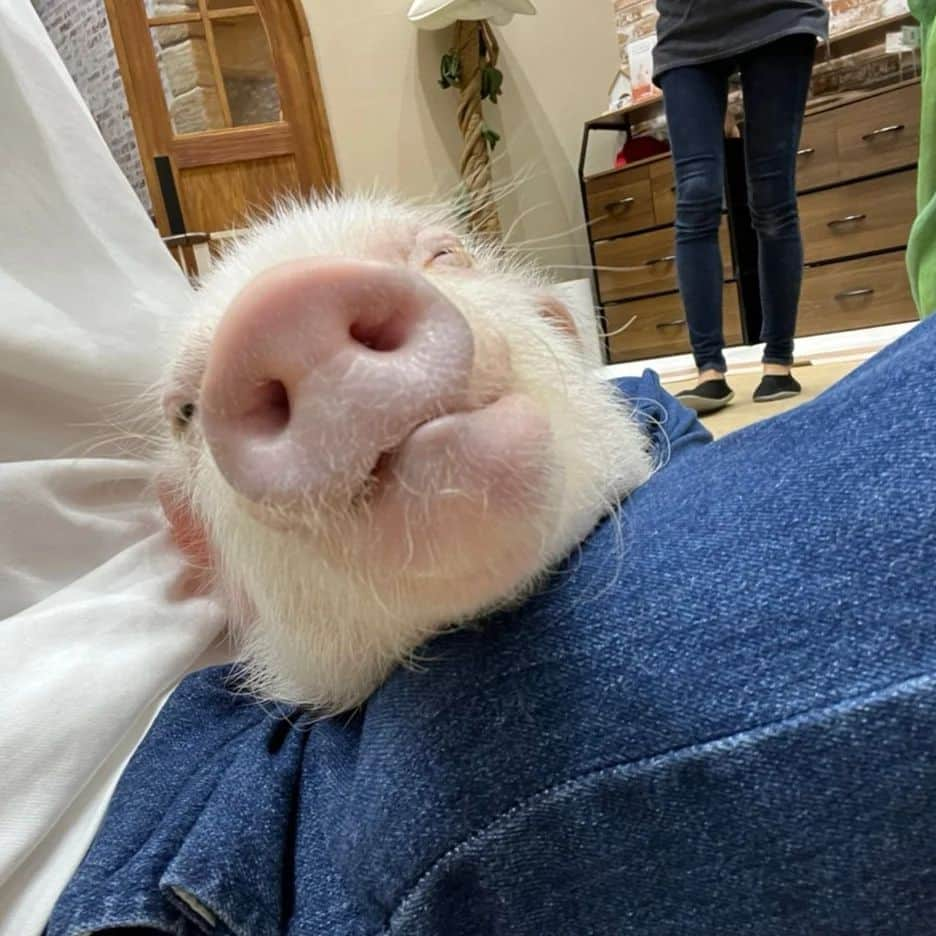 中京テレビ「キャッチ！」さんのインスタグラム写真 - (中京テレビ「キャッチ！」Instagram)「🐖🐖🐖⁡ ⁡⁡ 生放送はアクシデントが起こりますね…💥💥💥⁡ ⁡⁡⁡ ⁡緊張感が伝わったのか小ブタちゃんが集まらず…( ˙-˙) 台本が飛んでしまった上山アナ🙉💦⁡ ⁡⁡ ⁡ 生中継ゆえ、ご容赦を🙇🙇🙇⁡ ⁡⁡ ⁡⁡ ⁡上山⁡|´-`).｡ｏO(現実逃避したいです。。。)  ⁡ ⁡#キャッチ中継 ⁡#上山元気 . . . #ctvcatch 📺『キャッチ！』月～金曜日午後3時48分から生放送 #中京テレビ . . 👀目撃情報などはプロフィールのリンク内『投稿BOX』へ 🐦Twitter→@ctvcatch #ctvcatch」8月31日 19時02分 - ctvcatch