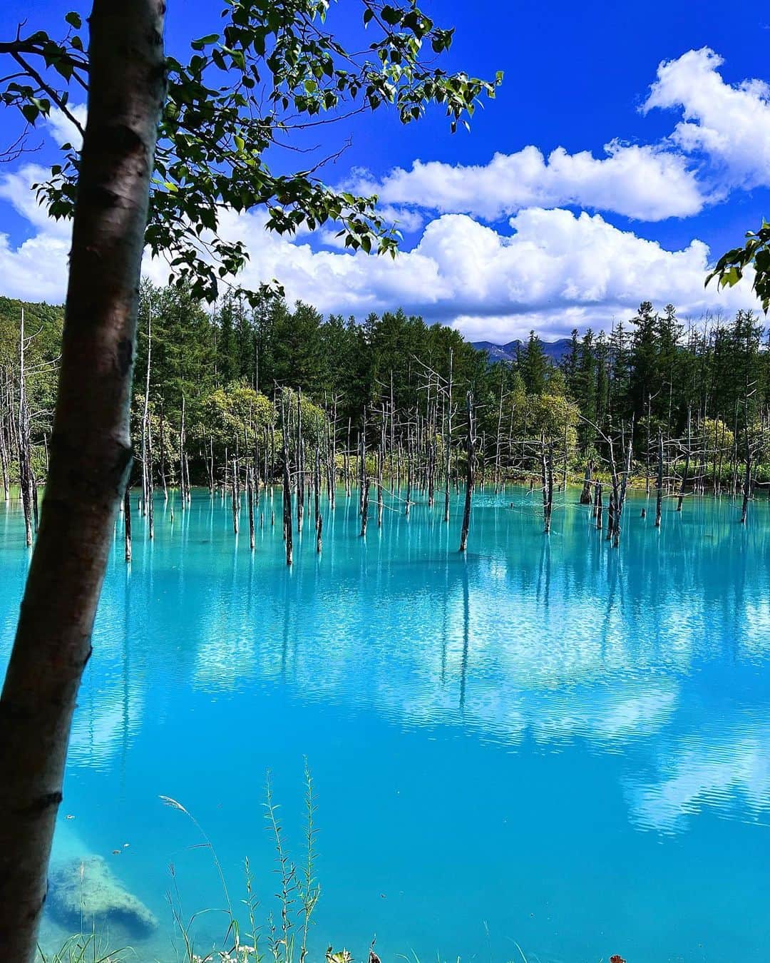 さぁやさんのインスタグラム写真 - (さぁやInstagram)「とっても綺麗だった青い池💙💙💙 ⁡ 空が反射してさらにキラキラしてて すっごく幻想的だった😍 綺麗なもの見ると癒されるなぁ。。 ⁡ 白ひげの滝も本当に髭のように 流れてて不思議だった🥸！！ ⁡ ⁡ #白金青い池 #美瑛 #青い池 #白ひげの滝 #北海道 #北海道旅行」9月1日 19時55分 - saaya831