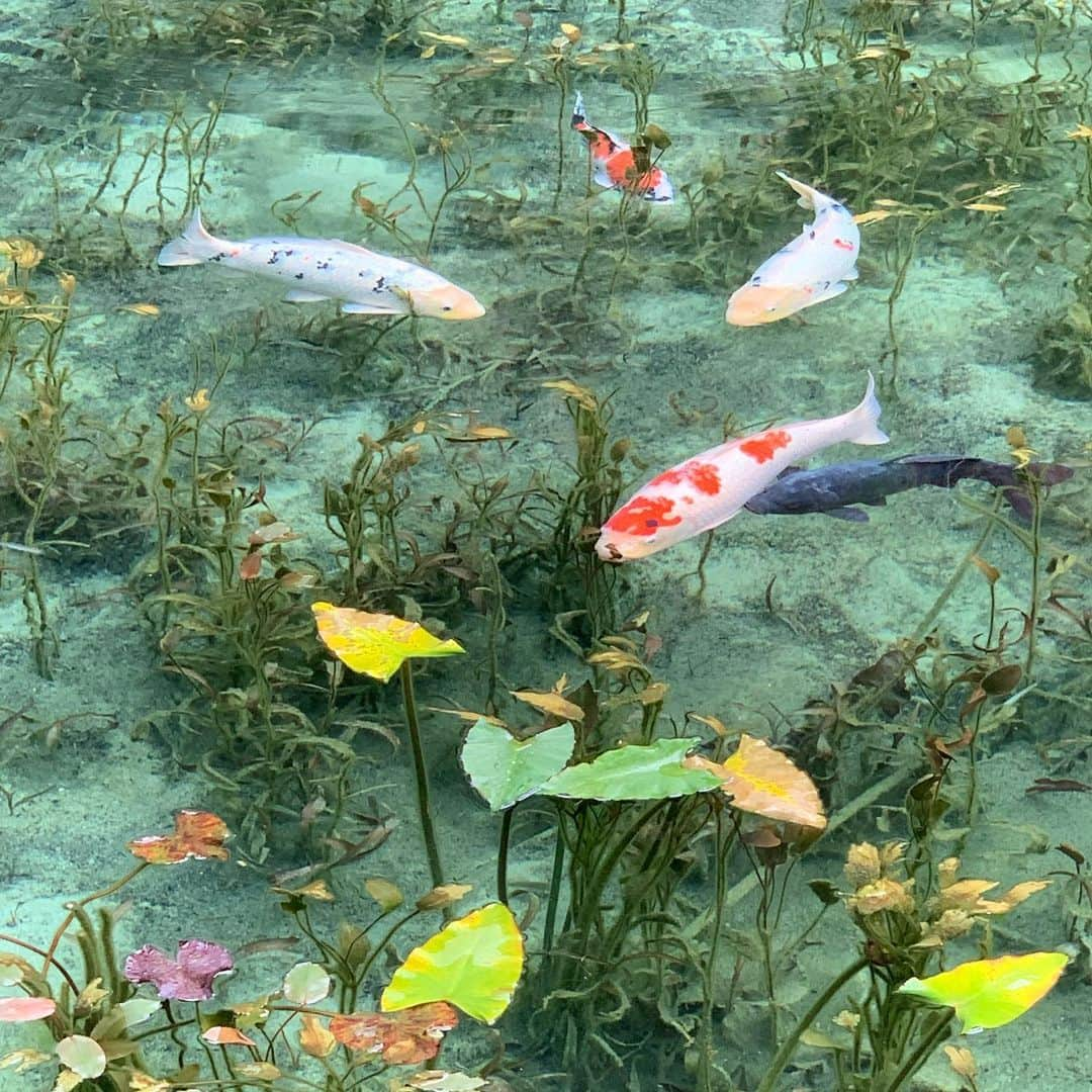 田中順也さんのインスタグラム写真 - (田中順也Instagram)「母親と弟が遊びに来てくれたので、小旅行してきました！  久々に見にきてくれた試合で点も取れたし、美味しいお蕎麦も食べれたし、鮎も食べれたし、岐阜を満喫してくれたかな〜  モネの池は写真で見てて行ってみたかったので、実際に見に行ってみたら感動！本当に綺麗だったなぁ〜  #岐阜県 #旅 #岐阜飯 #散歩」9月4日 19時26分 - junyatanaka18