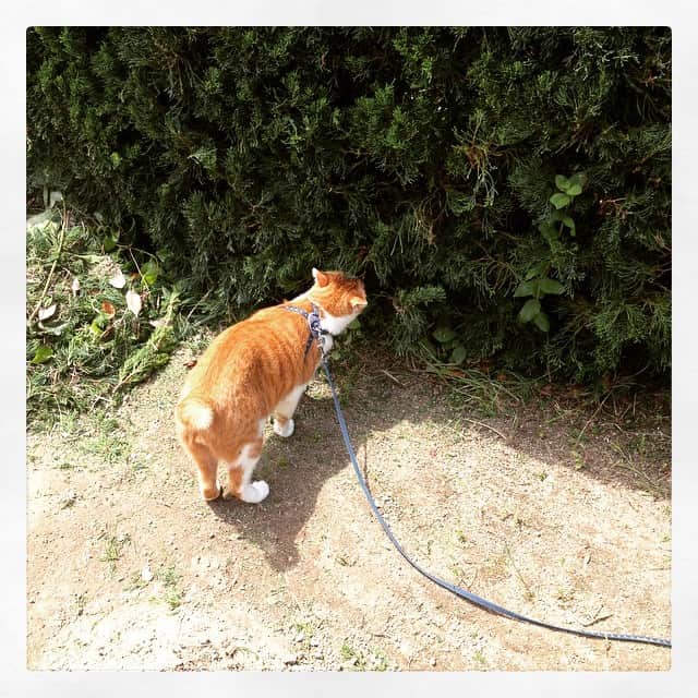 たにはらなつきのインスタグラム：「ねこ散歩」