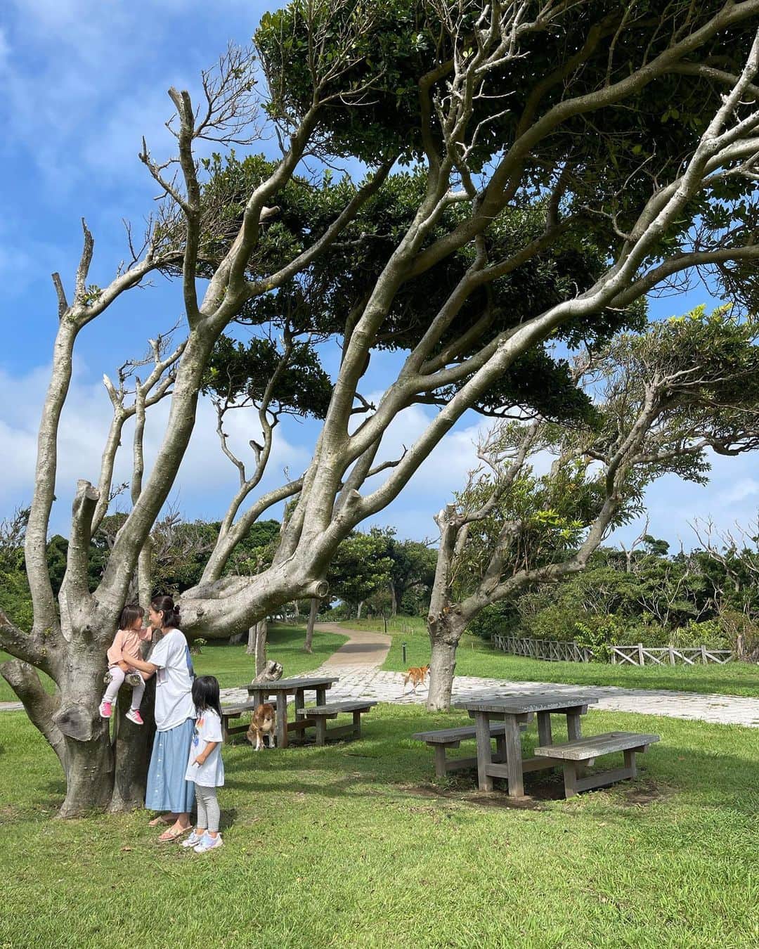 澤田泉美さんのインスタグラム写真 - (澤田泉美Instagram)「登りやすそうな木を見つけて、 興奮気味に👦👧「登りたい🐒」と笑  二人が登っているのをみたら、 👶も「わたしもー」と、そりゃなるわよね😂❤️  かわいい子猿達🐒🐒🐒  #🐒が3匹 #👦👧👶🐶🐶 #木登り#楽しいね #城ヶ島公園 #三児の母」9月5日 11時19分 - izumi.sawada