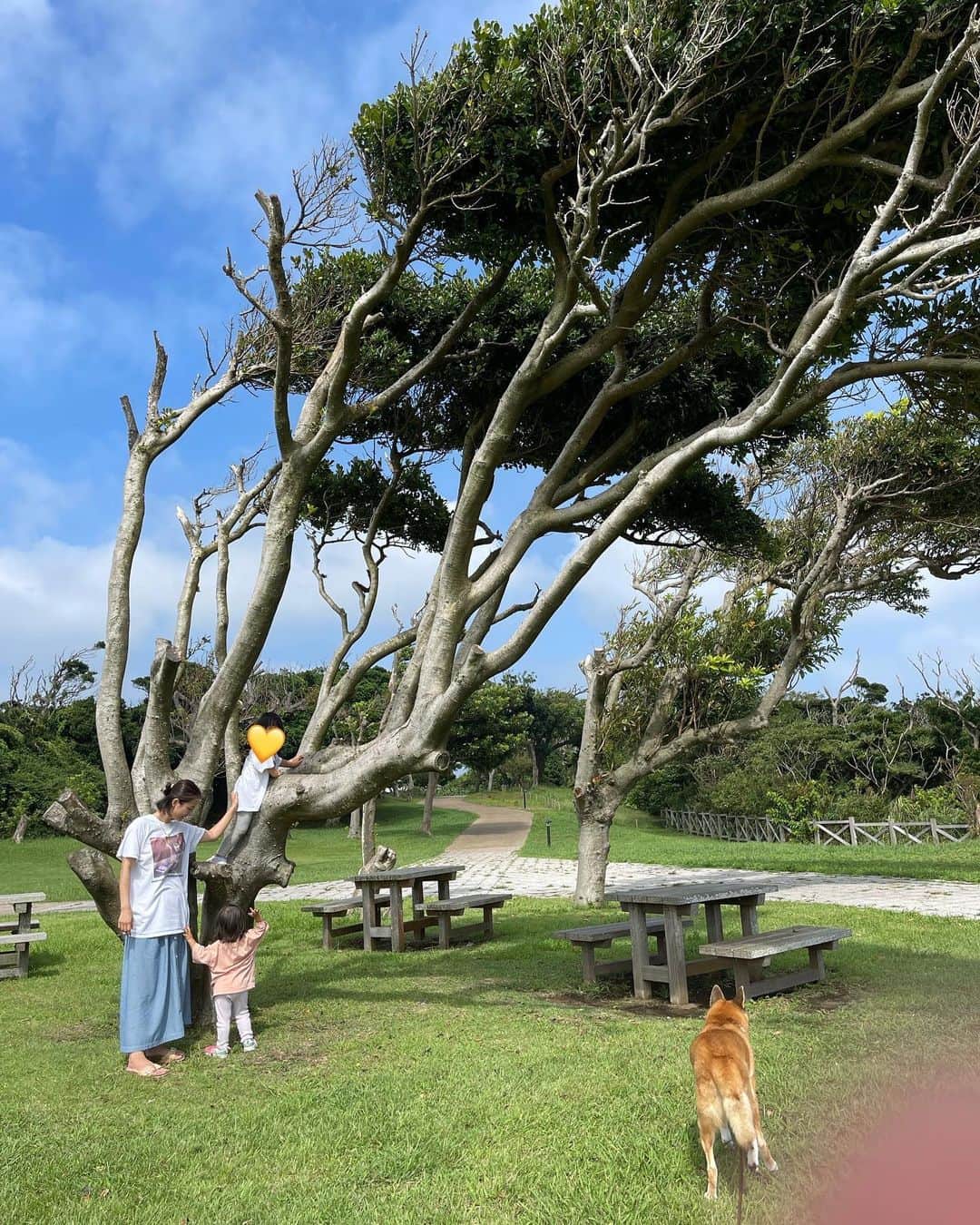 澤田泉美さんのインスタグラム写真 - (澤田泉美Instagram)「登りやすそうな木を見つけて、 興奮気味に👦👧「登りたい🐒」と笑  二人が登っているのをみたら、 👶も「わたしもー」と、そりゃなるわよね😂❤️  かわいい子猿達🐒🐒🐒  #🐒が3匹 #👦👧👶🐶🐶 #木登り#楽しいね #城ヶ島公園 #三児の母」9月5日 11時19分 - izumi.sawada