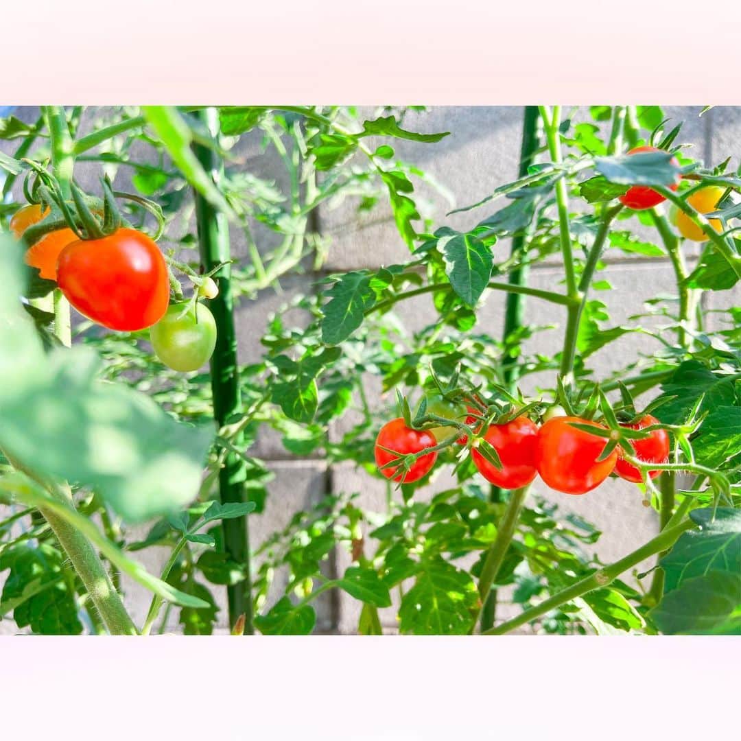 長柄ひろみさんのインスタグラム写真 - (長柄ひろみInstagram)「#tomato 🍅  収穫収穫〜🤗🍅✨  育てているミニトマトの収穫ラストスパート😊✌🏻  艶々で美味しいトマトが沢山できたよ〜🥰🍅  ｡・ﾟ・。୨୧｡・ﾟ・。୨୧｡・ﾟ・。୨୧｡・ﾟ・｡୨୧。・ﾟ・。  #トマト」9月5日 19時51分 - aoi_asahi