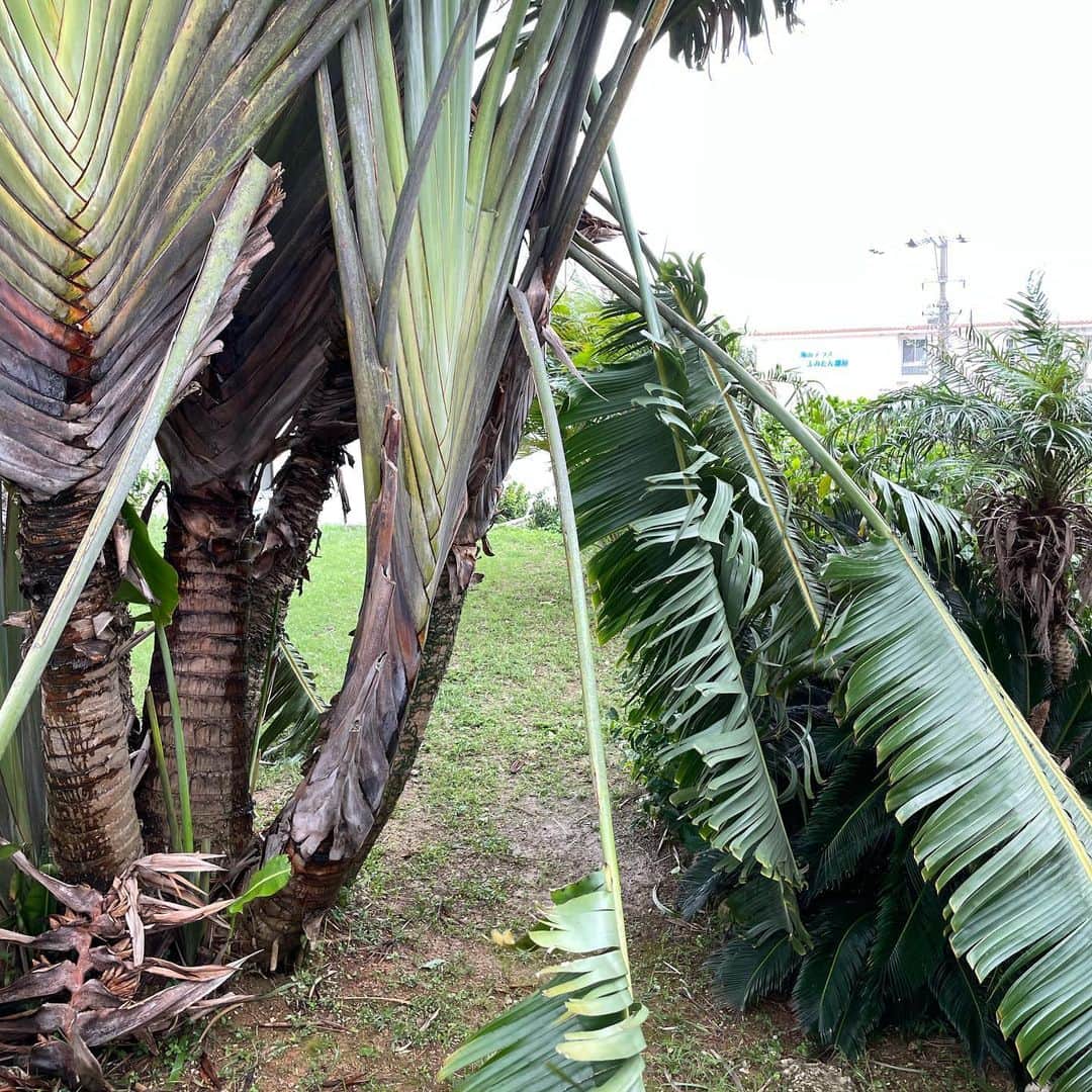 田中律子さんのインスタグラム写真 - (田中律子Instagram)「台風11号🌀🌪☔️⚡️  バナナの巣🪺のハトさんのヒナ成長記録🕊  沖縄本島からはだいぶ離れたところを通過した台風11号🌀 それでもかなりの風と雨☔️ 15mくらいの風がずっと続いてたけど、バナナ🍌の木も折れずに耐えました😆  ハトのヒナはガンガン揺れるバナナの巣の中で豪雨と強風に耐えてました🌀こんな時に巣立つのは危険だと察知してるのかな😭 2個目動画の真ん中にバナナ🍌の巣🪺があります😭揺れまくり、酔っちゃいそうなくらい😱  海もかなり荒れてました🌊⚠️ 旅人の木が、何本か葉っぱが折れたけど、被害は最小限に抑えられて、ホッと一安心😮‍💨  #okinawa  #okinawalife  #beachlife  #garden  #banana  #typhoon  #海のある生活  #バナナの巣  #バナナの巣のハト #ハトのヒナ成長記録 #旅立ちの日に」9月6日 14時02分 - ri2kotanaka